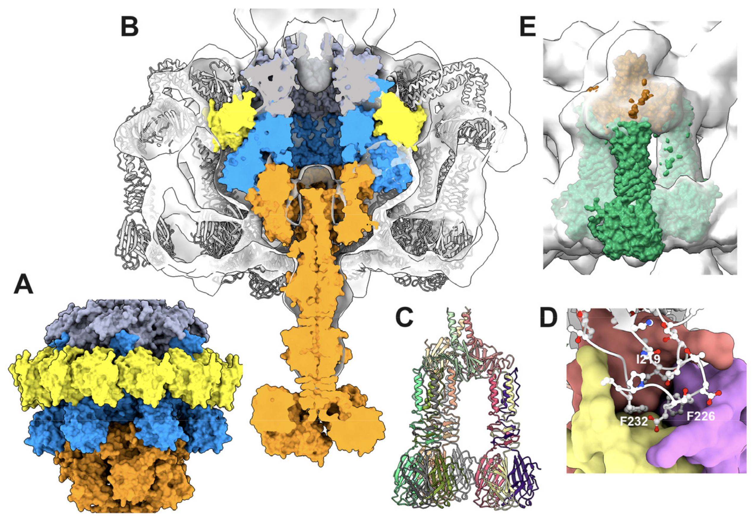 Viruses 15 02440 g009 Viruses 15 02440 g009