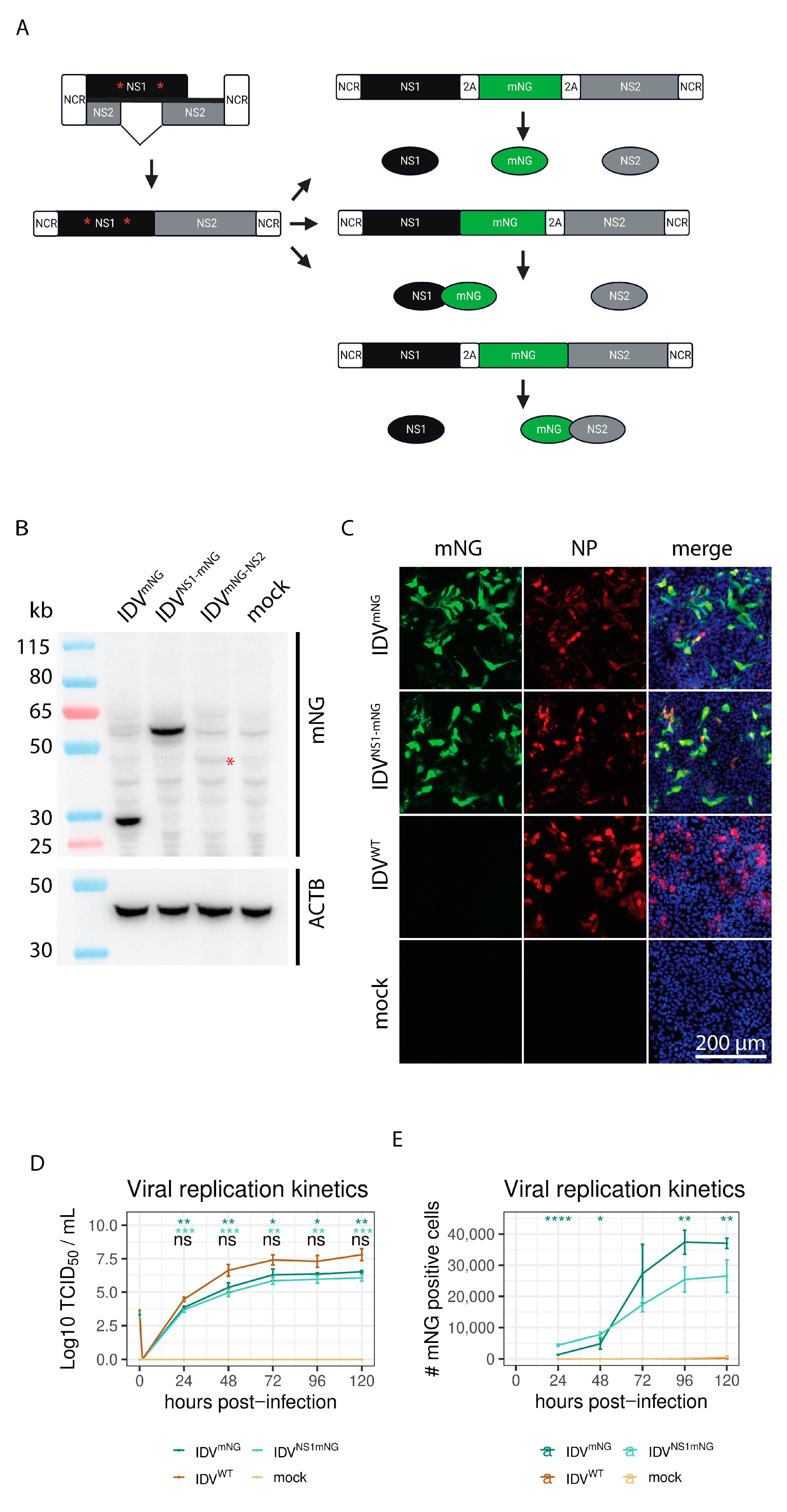 Viruses 15 02444 g001