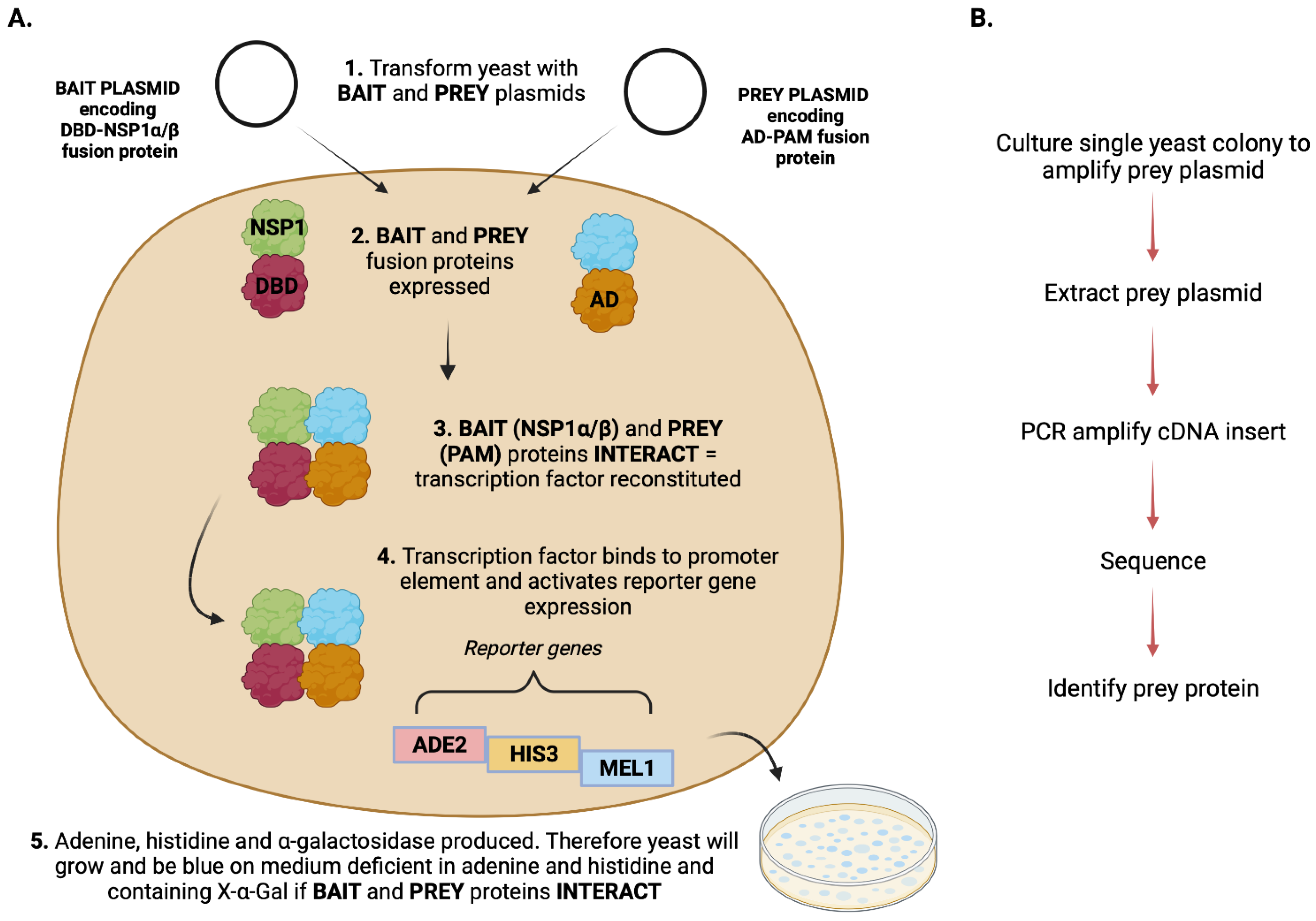 Viruses | Free Full-Text | The Identification of Host Proteins