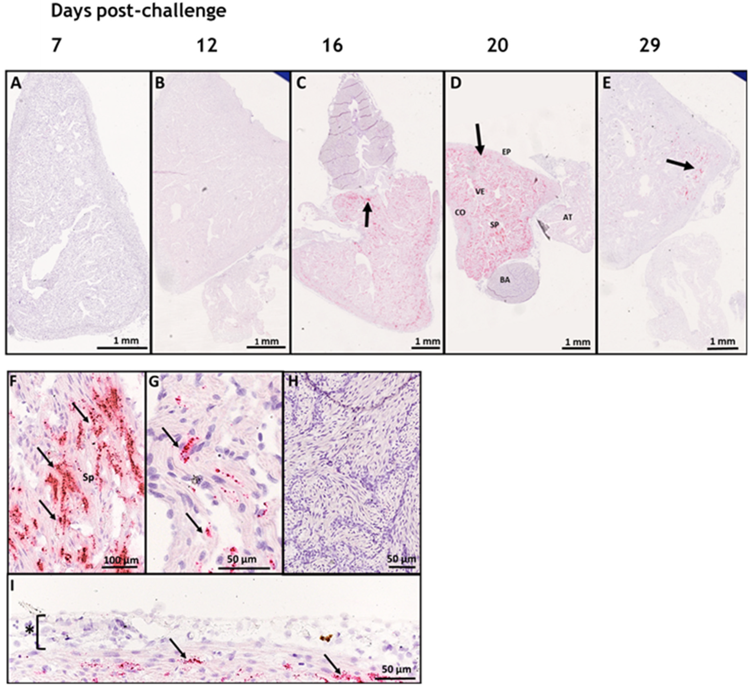 Viruses 15 02450 g001 Viruses 15 02450 g001