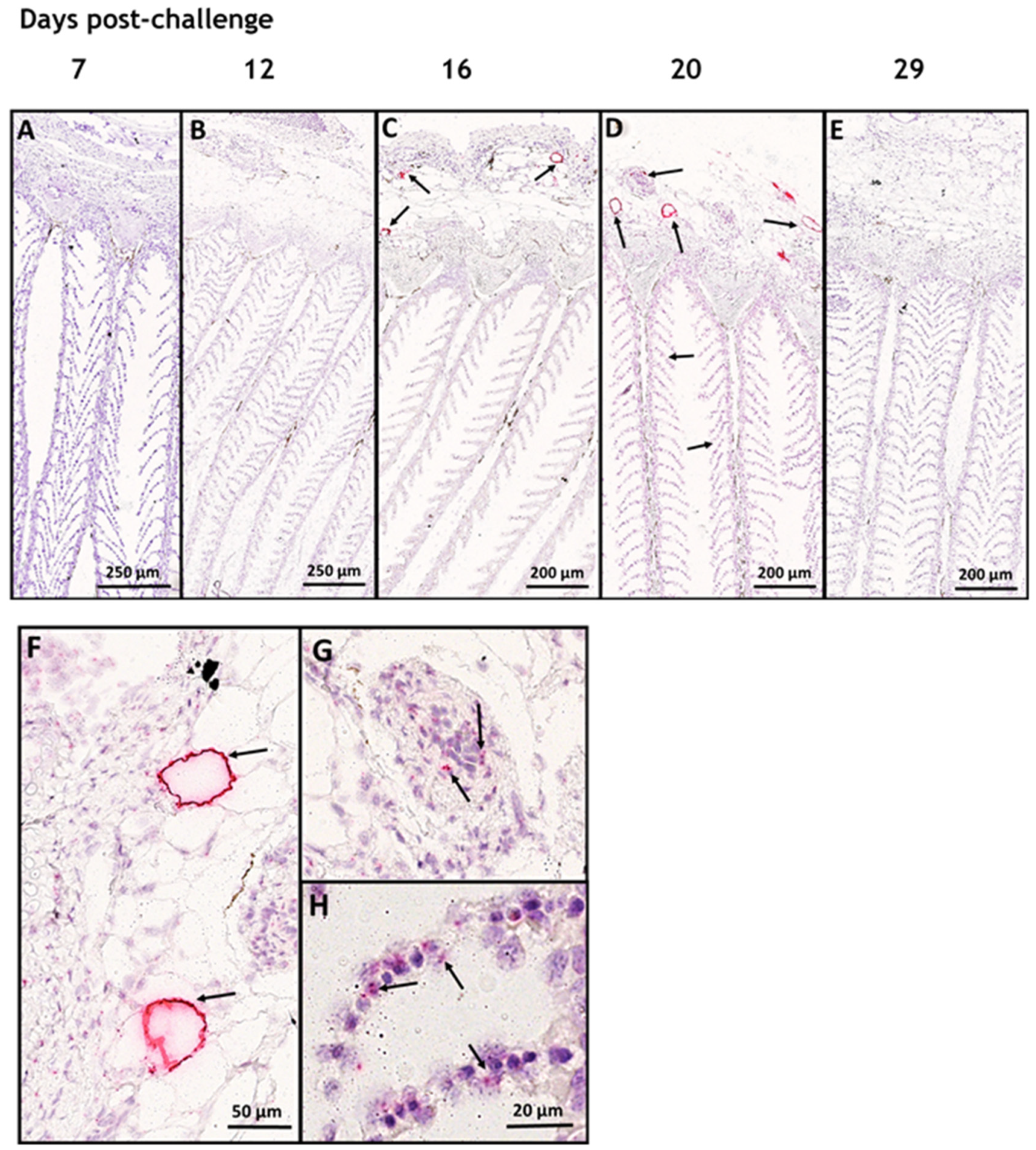 Viruses 15 02450 g003 Viruses 15 02450 g003