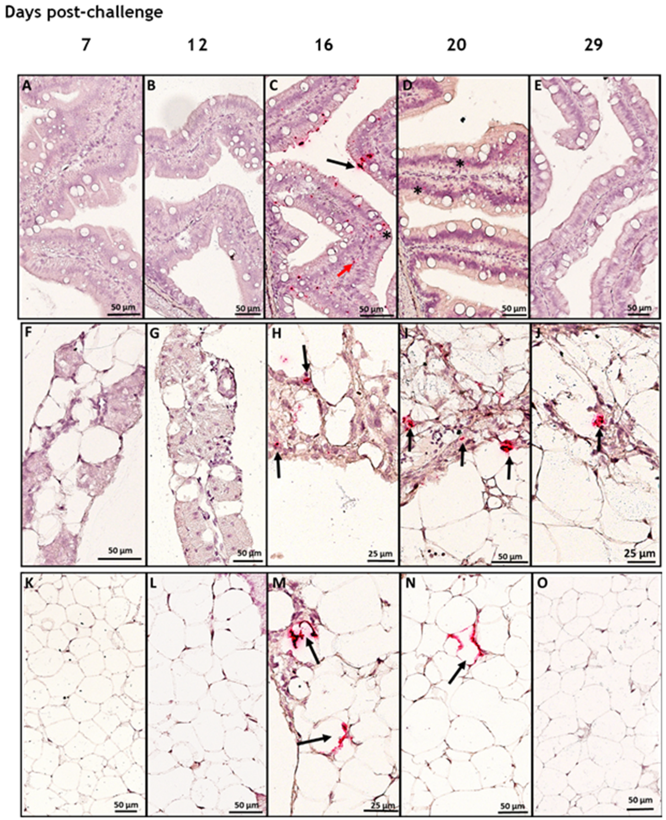 Viruses 15 02450 g004 Viruses 15 02450 g004
