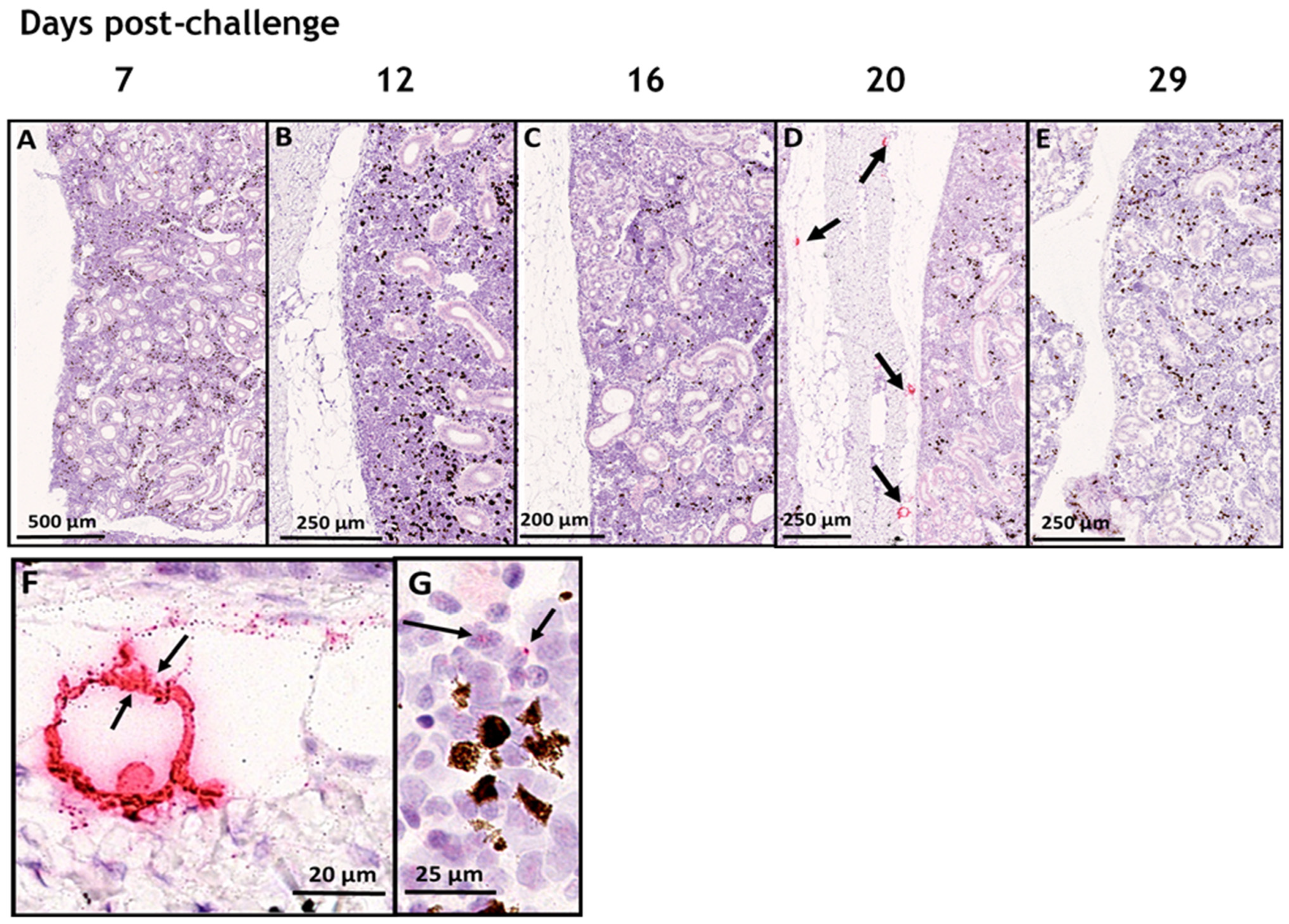 Viruses 15 02450 g005 Viruses 15 02450 g005