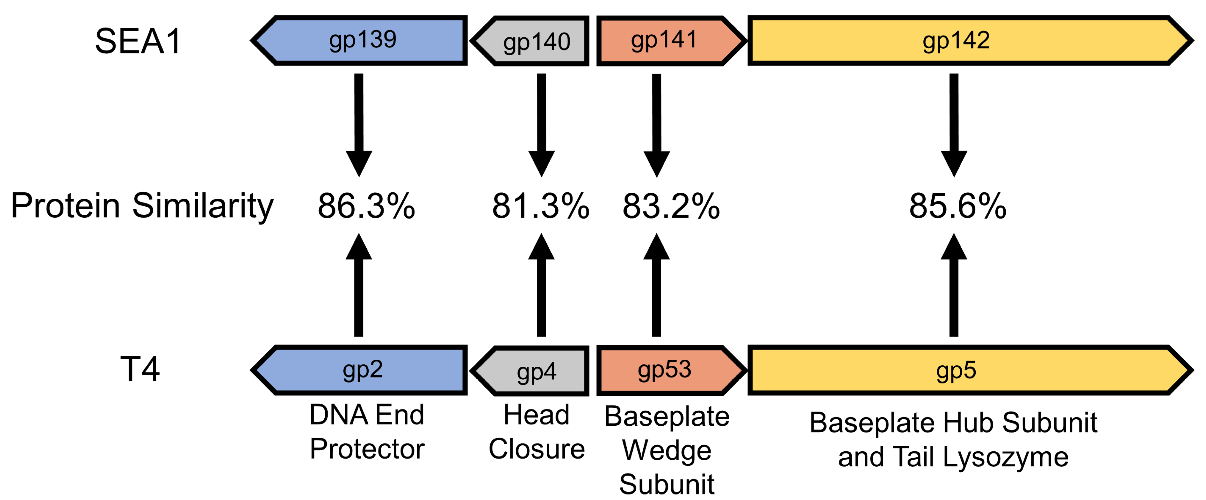 Viruses 16 00008 g001