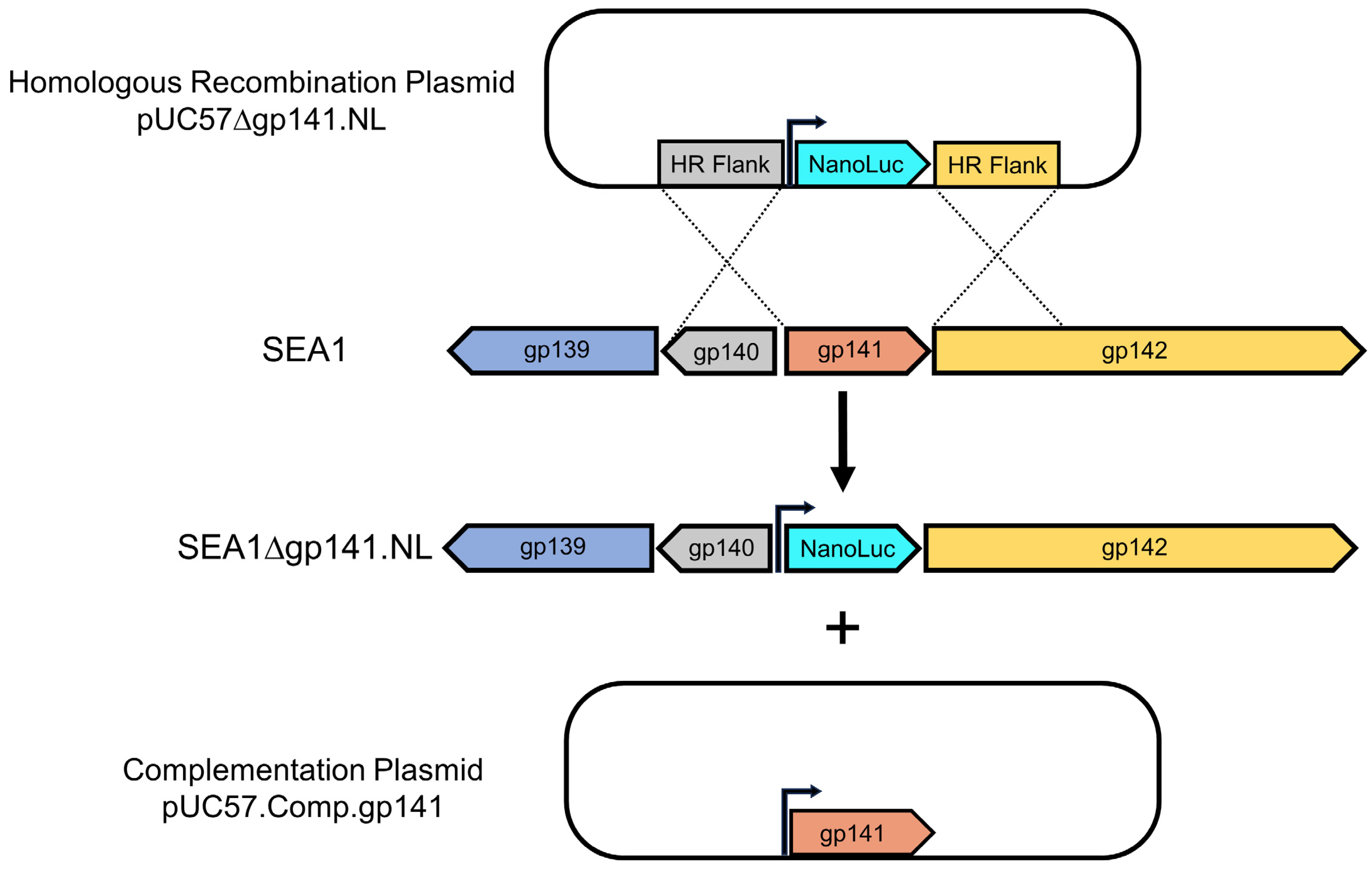 Viruses 16 00008 g002