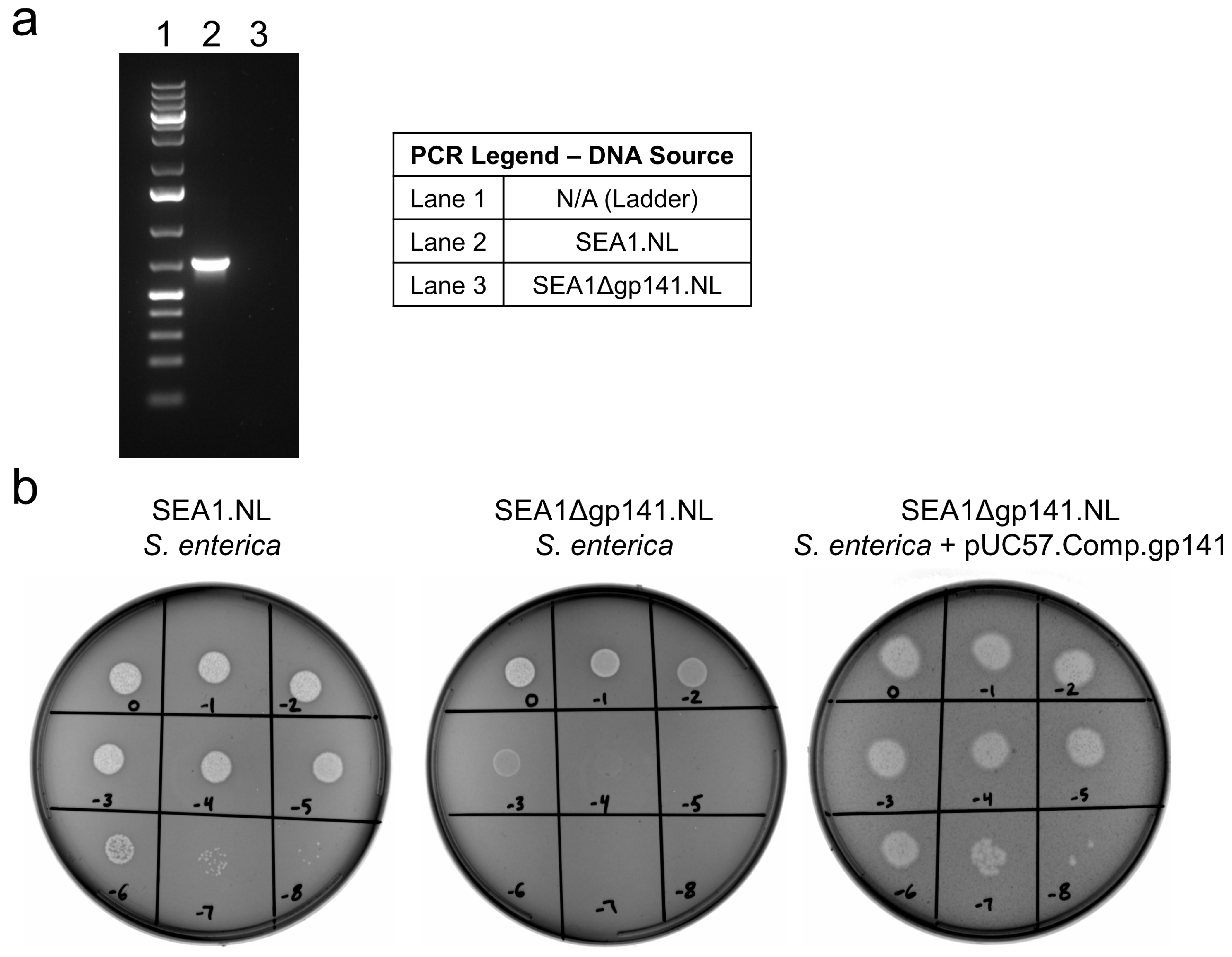 Viruses 16 00008 g003