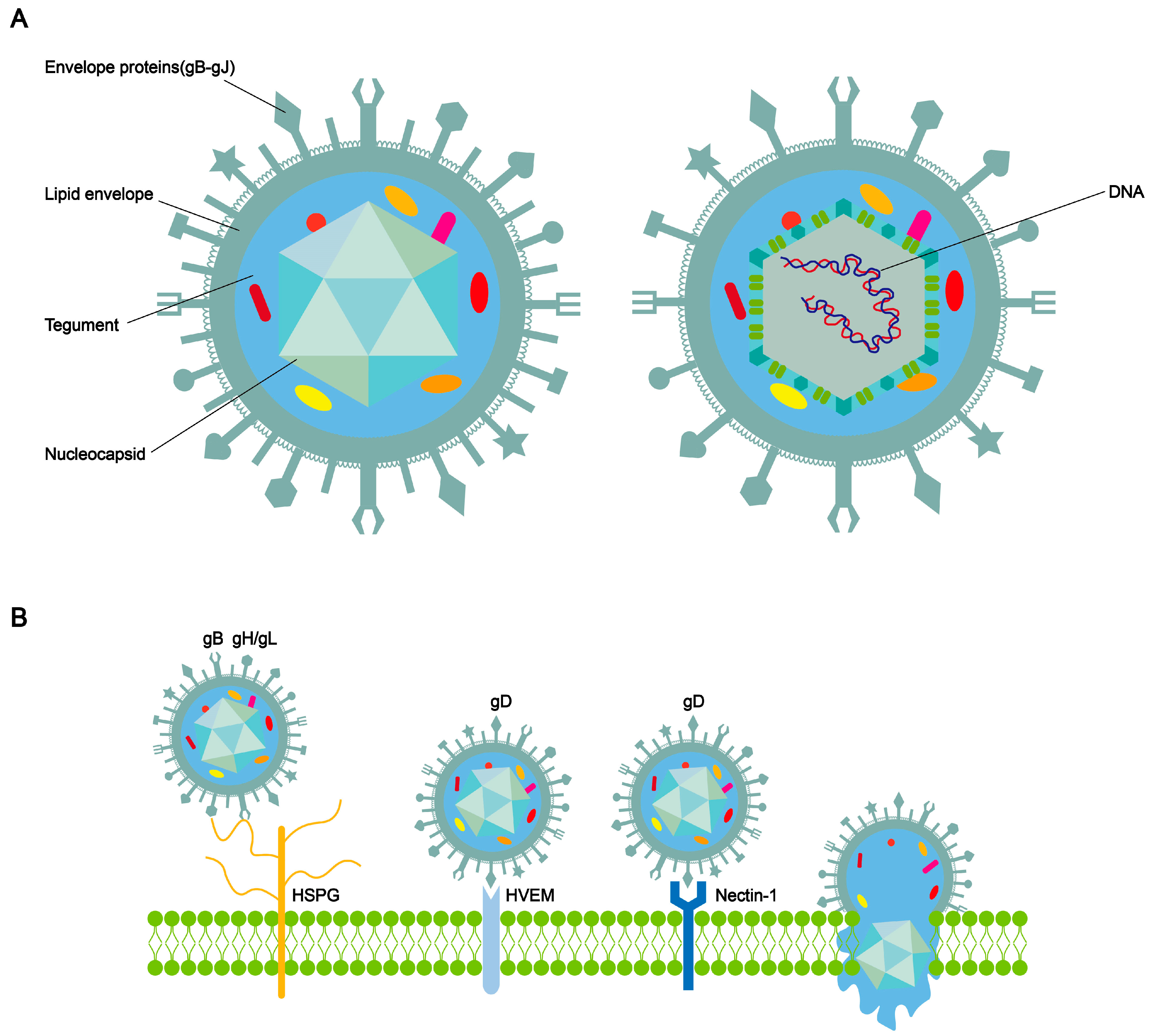 Viruses 16 00012 g001 Viruses 16 00012 g001