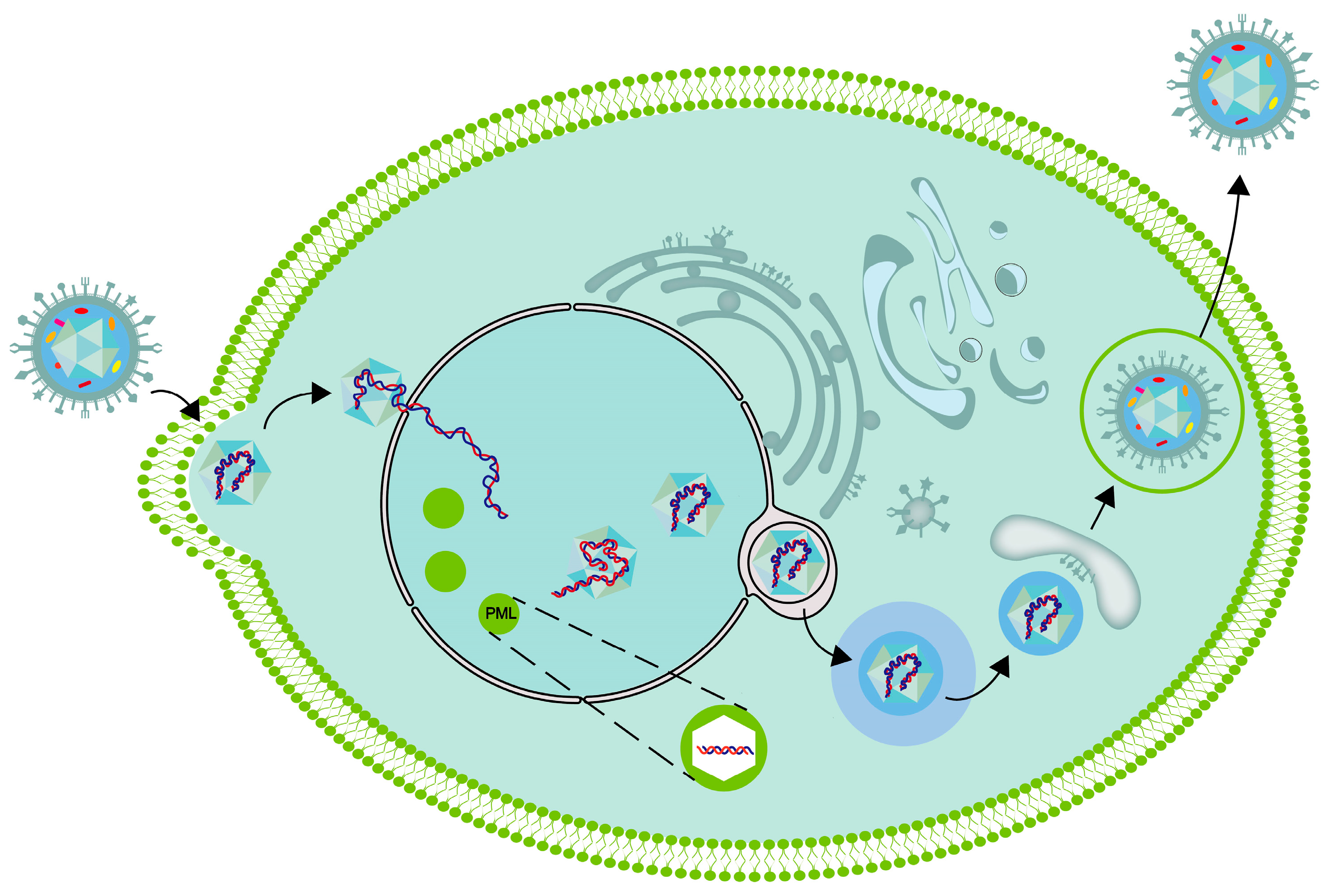 Viruses 16 00012 g002 Viruses 16 00012 g002