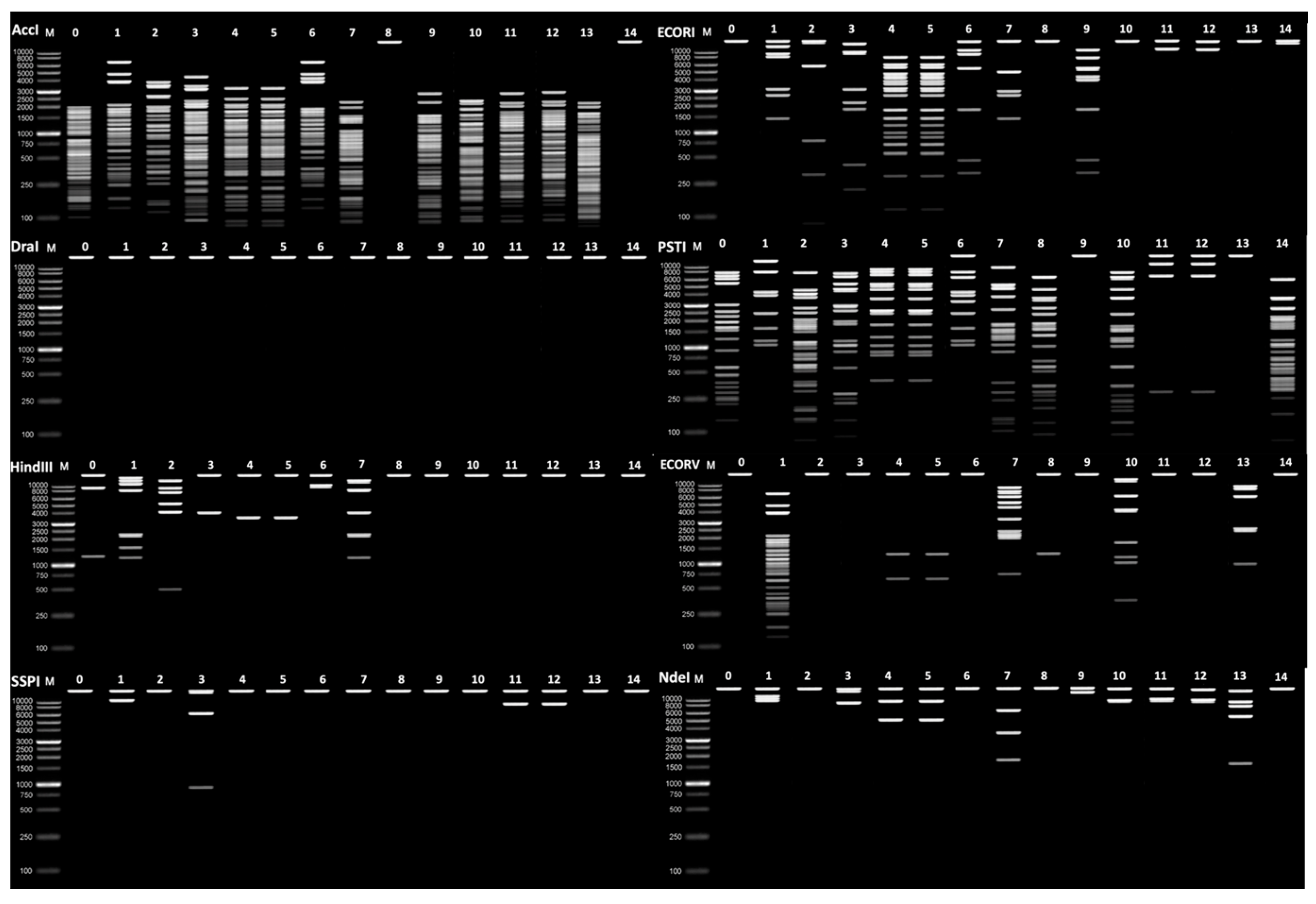 Viruses 16 00020 g002