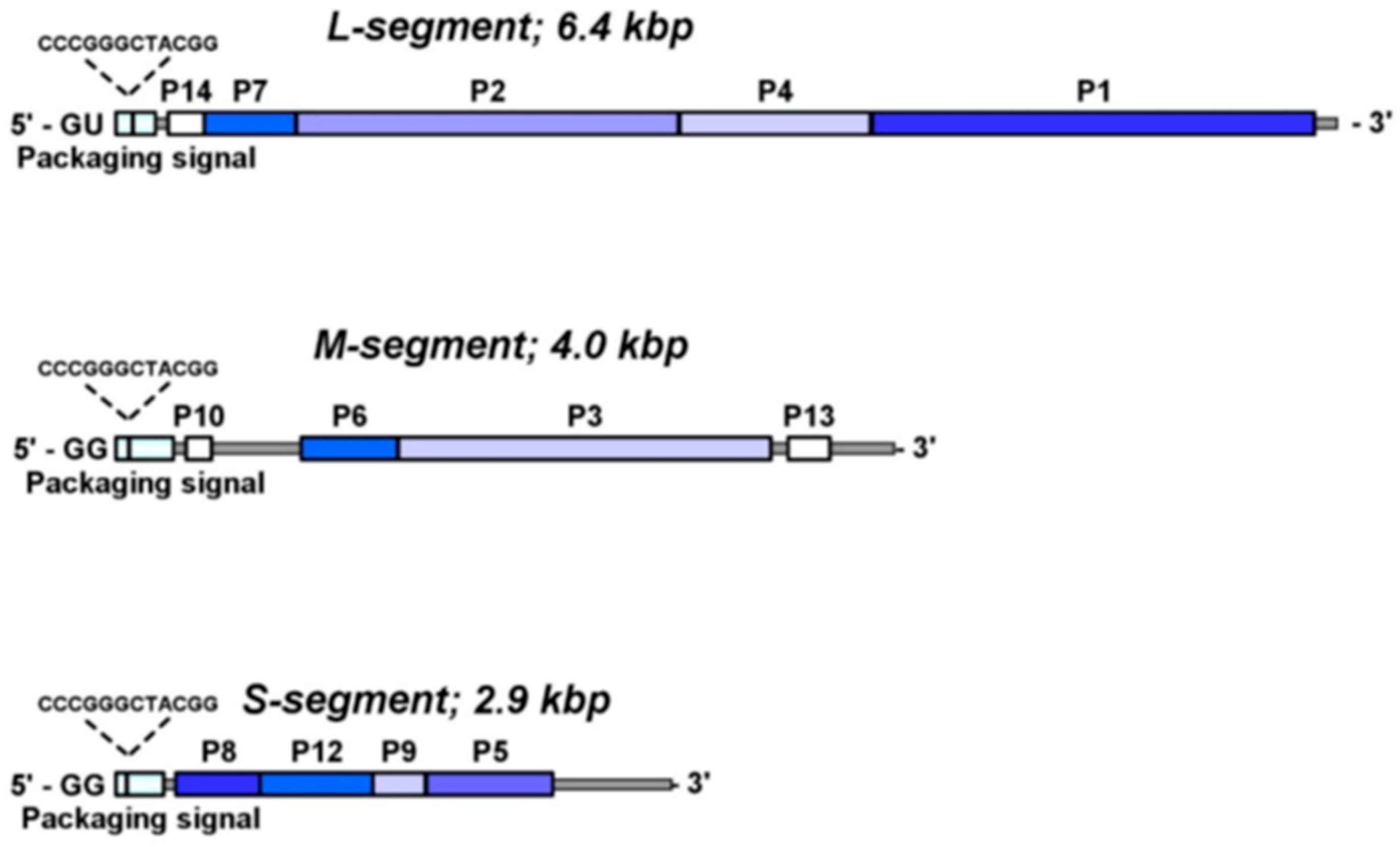 Viruses 16 00022 g001