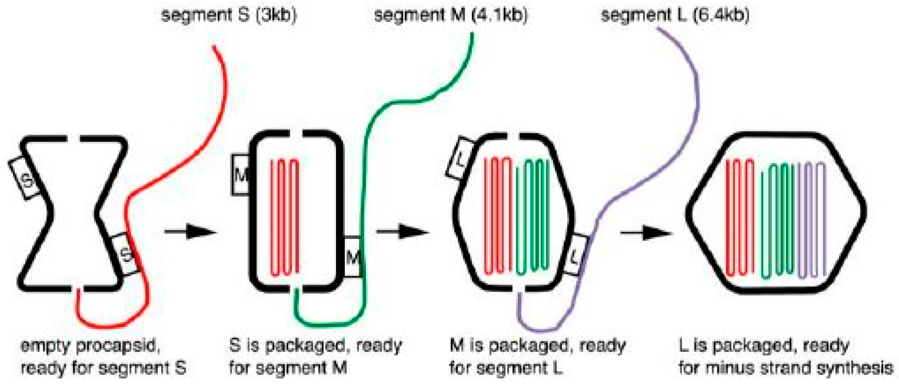 Viruses 16 00022 g004