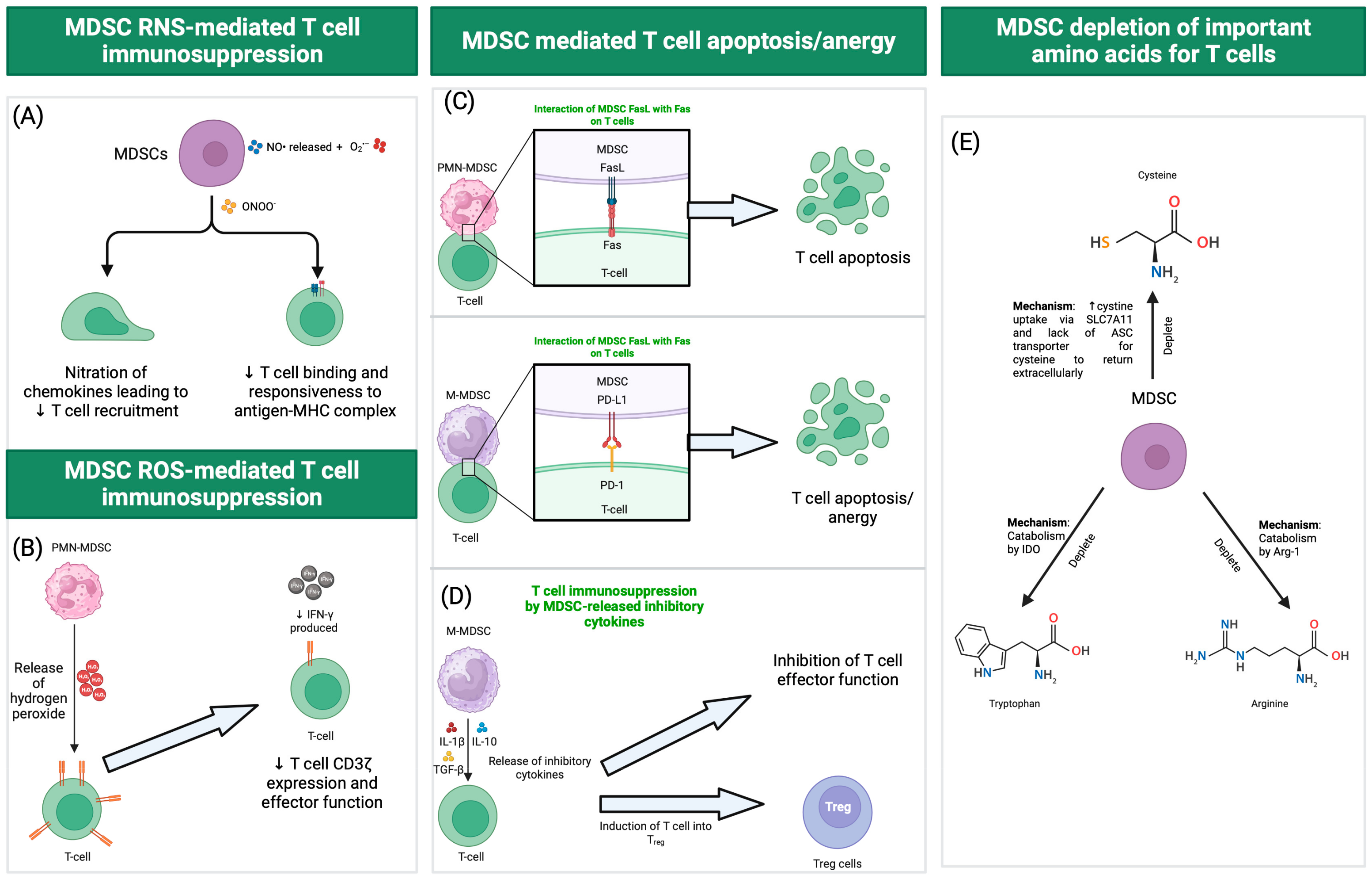 Viruses 16 00027 g001