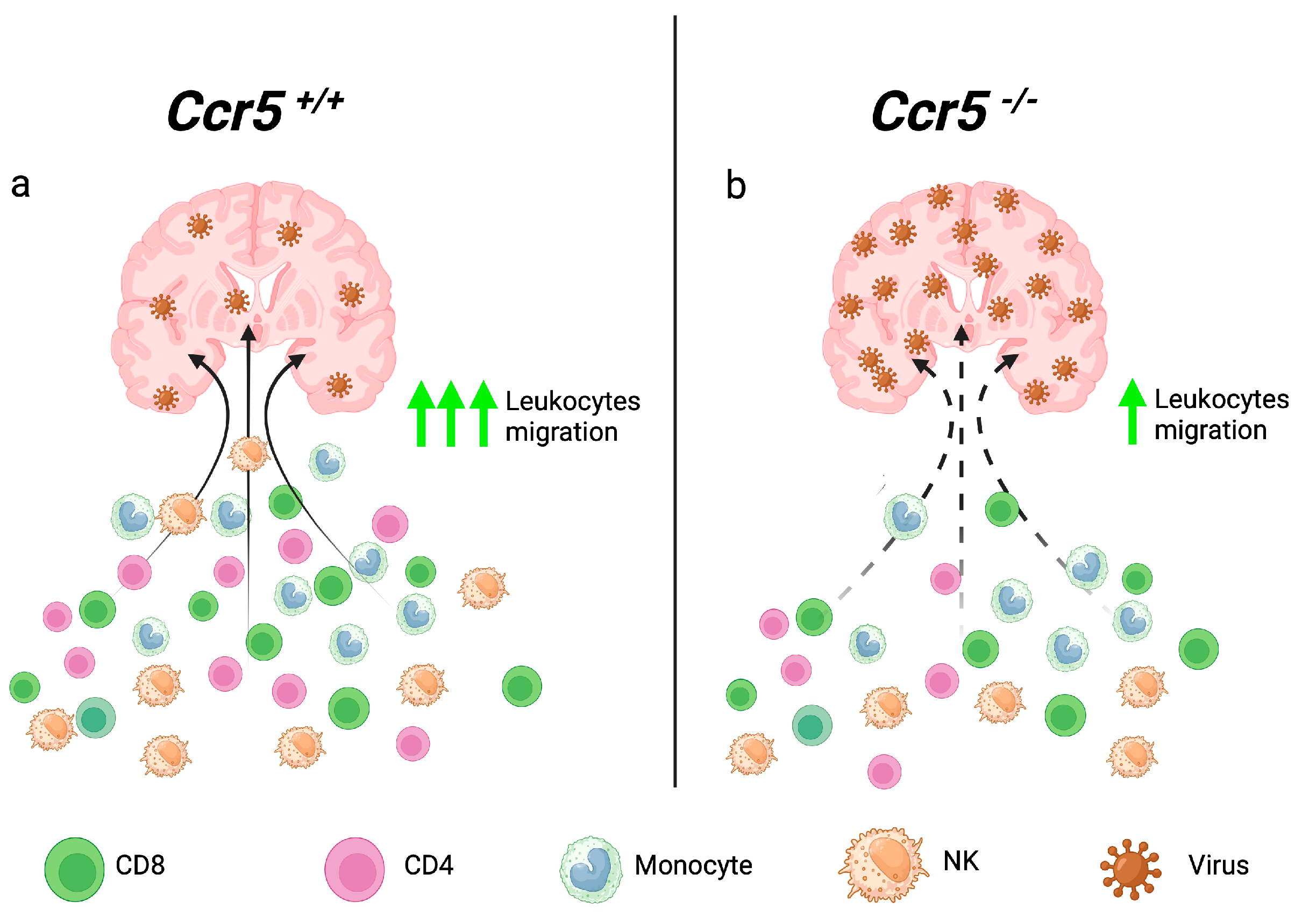 Viruses 16 00028 g001 Viruses 16 00028 g001
