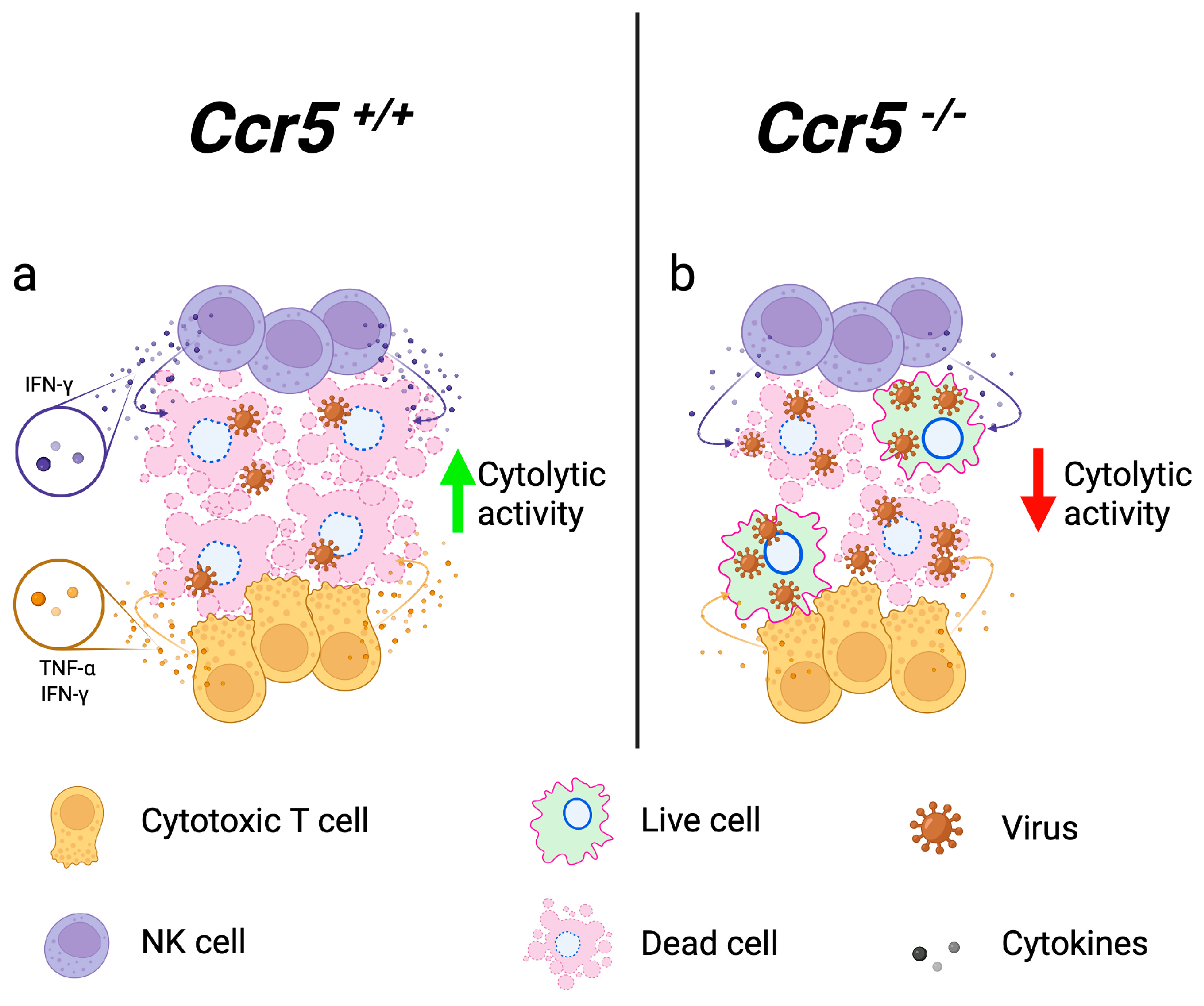 Viruses 16 00028 g003 Viruses 16 00028 g003