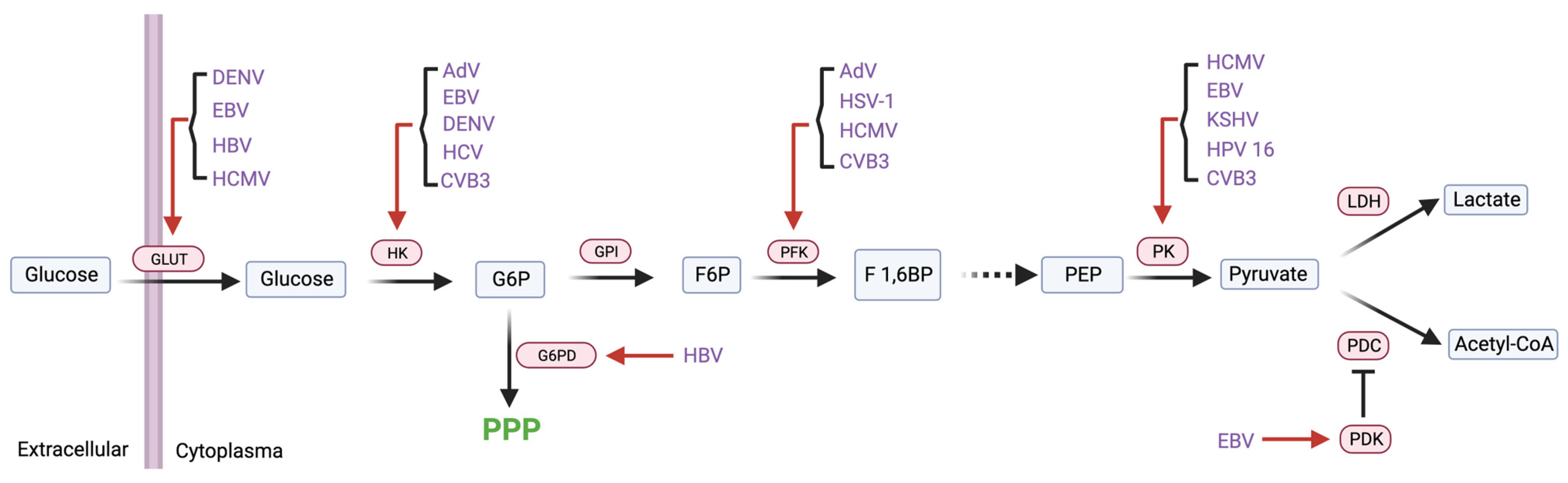 Viruses 16 00035 g002