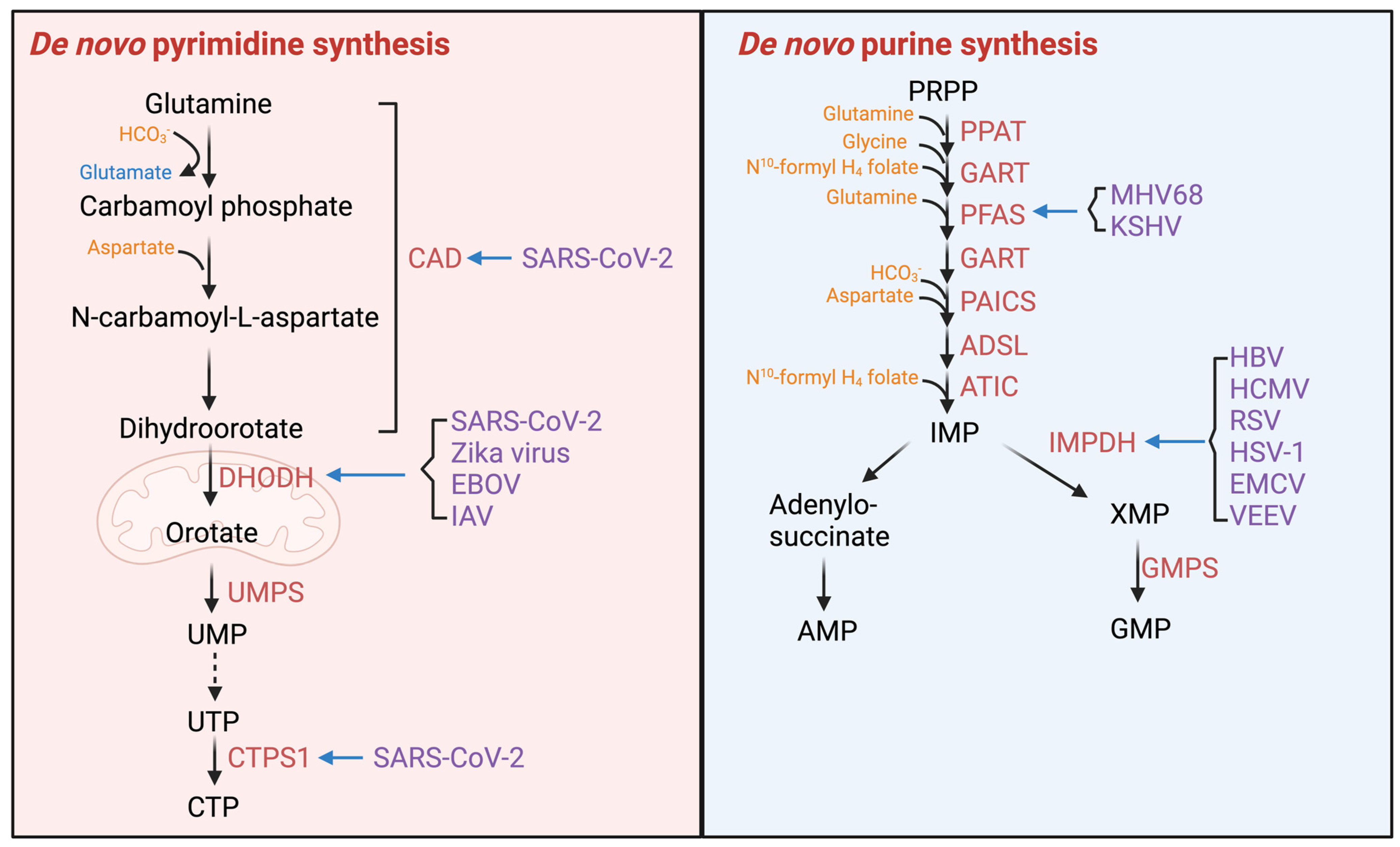 Viruses 16 00035 g004