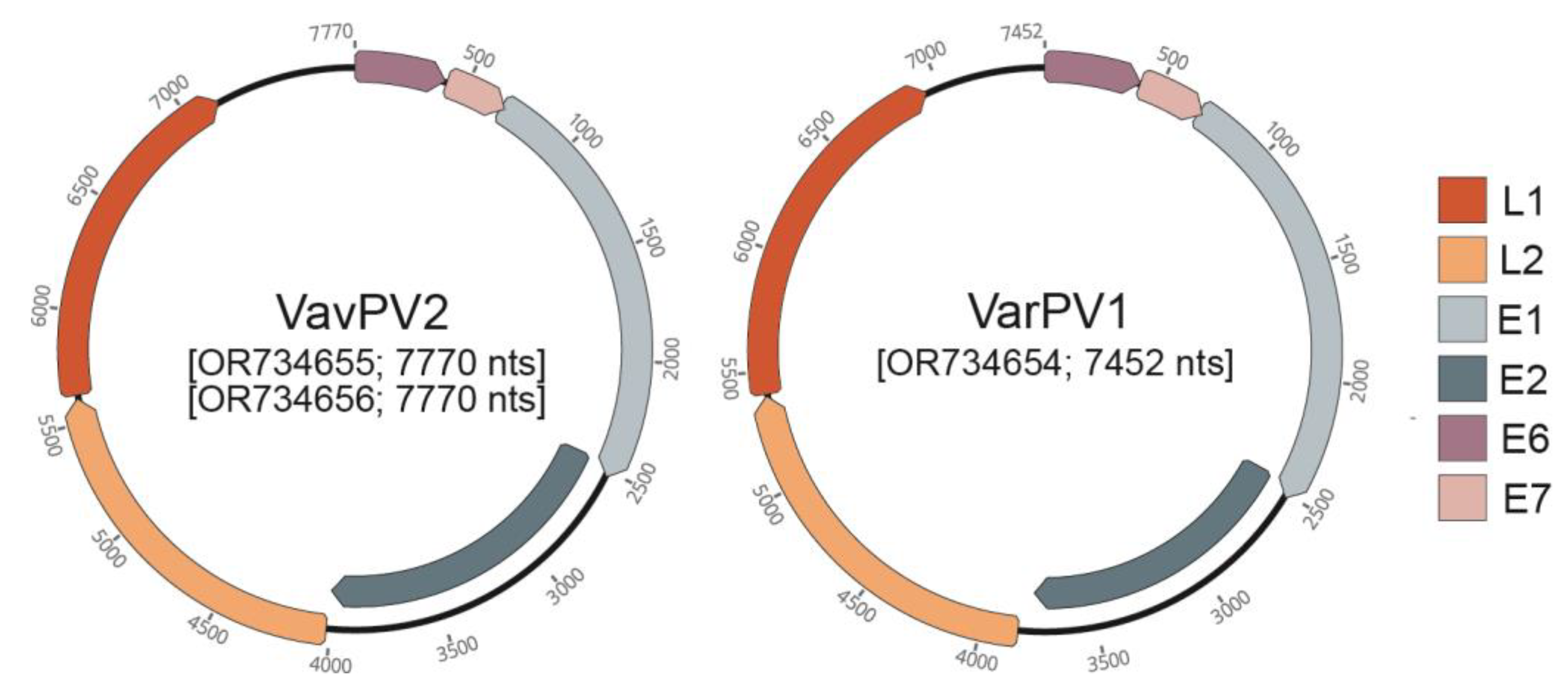 Viruses 16 00037 g002 Viruses 16 00037 g002