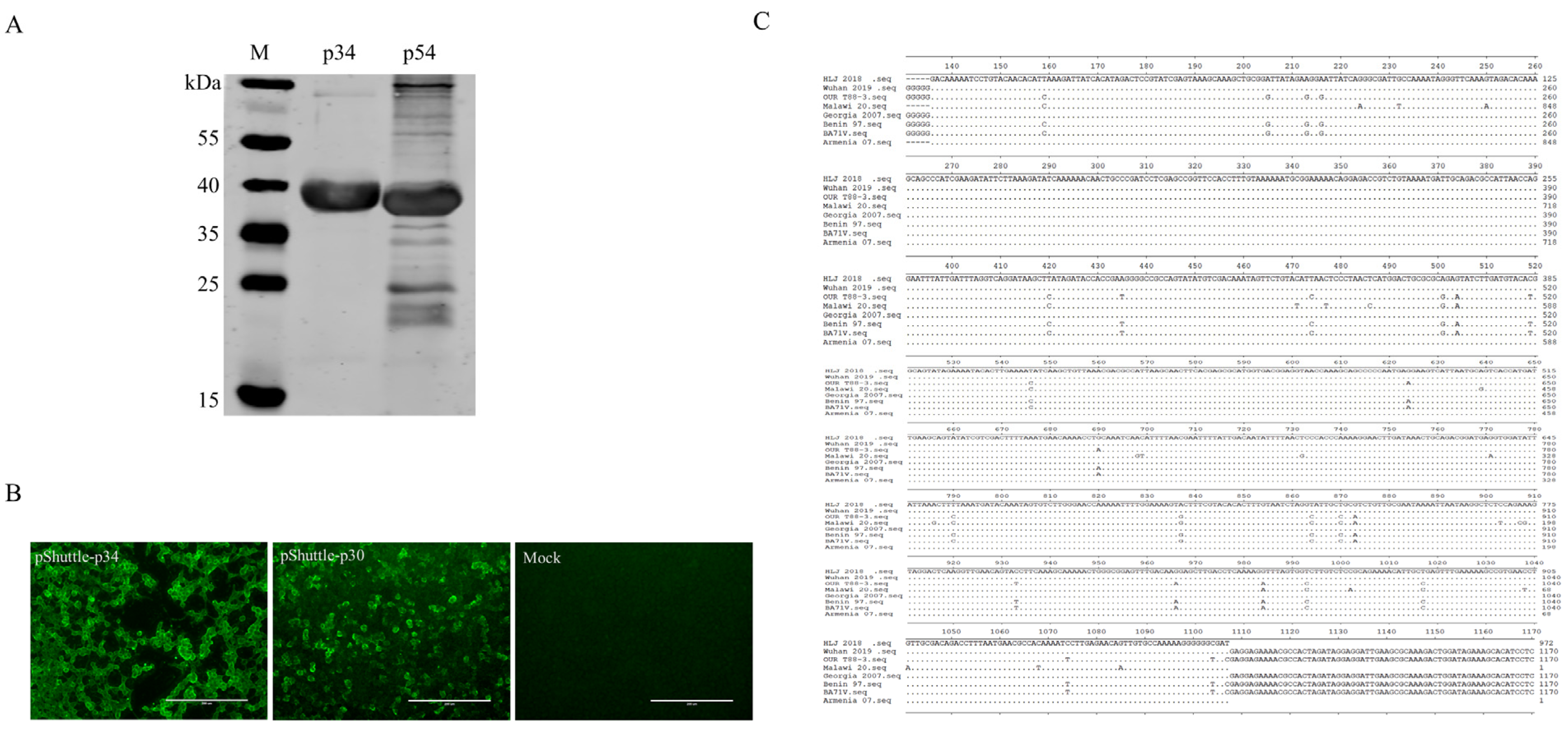 Viruses 16 00038 g001