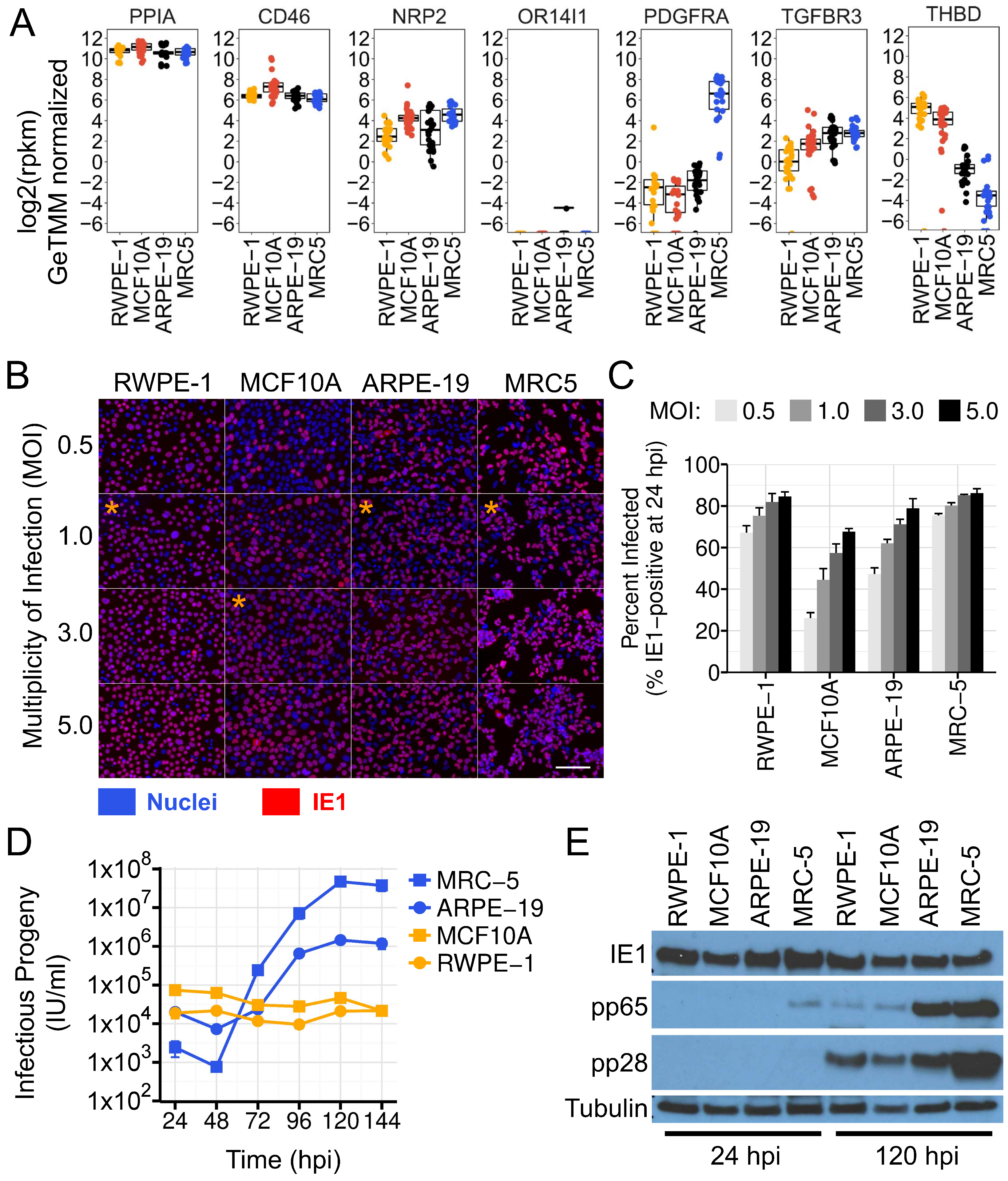 Viruses 16 00049 g006