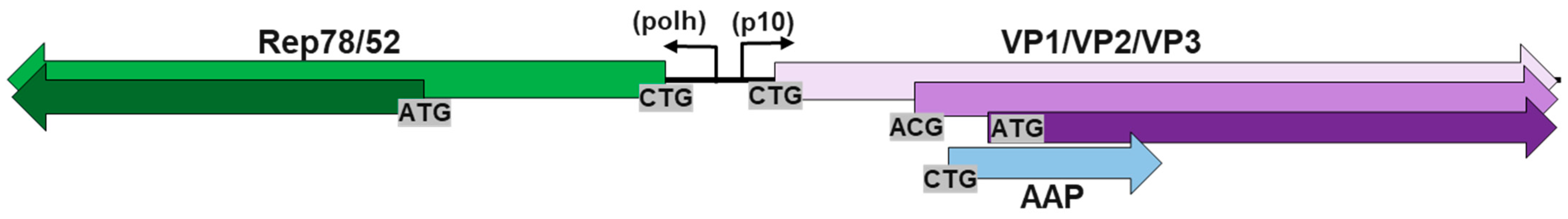 Viruses 16 00051 g001