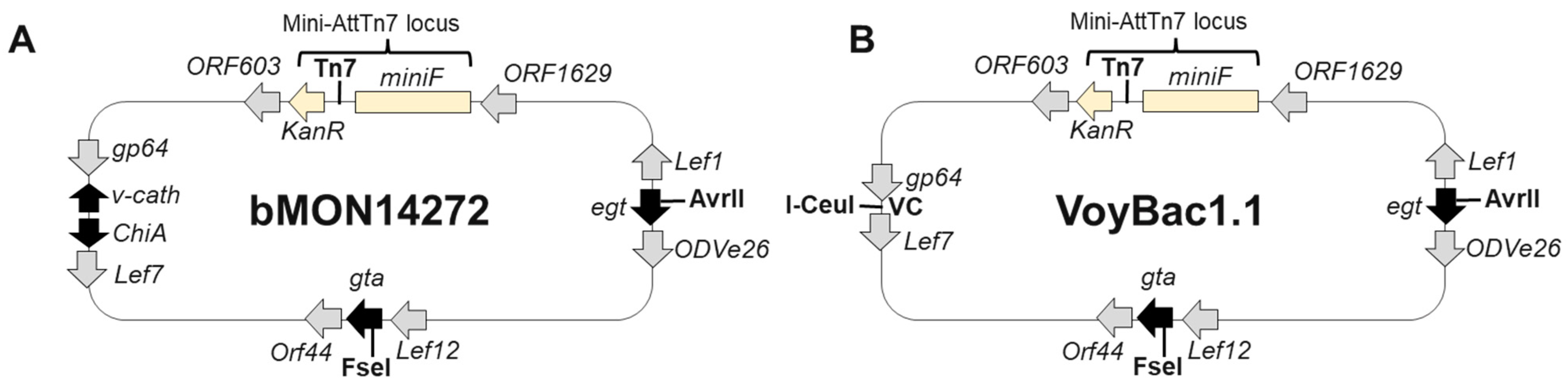 Viruses 16 00051 g002