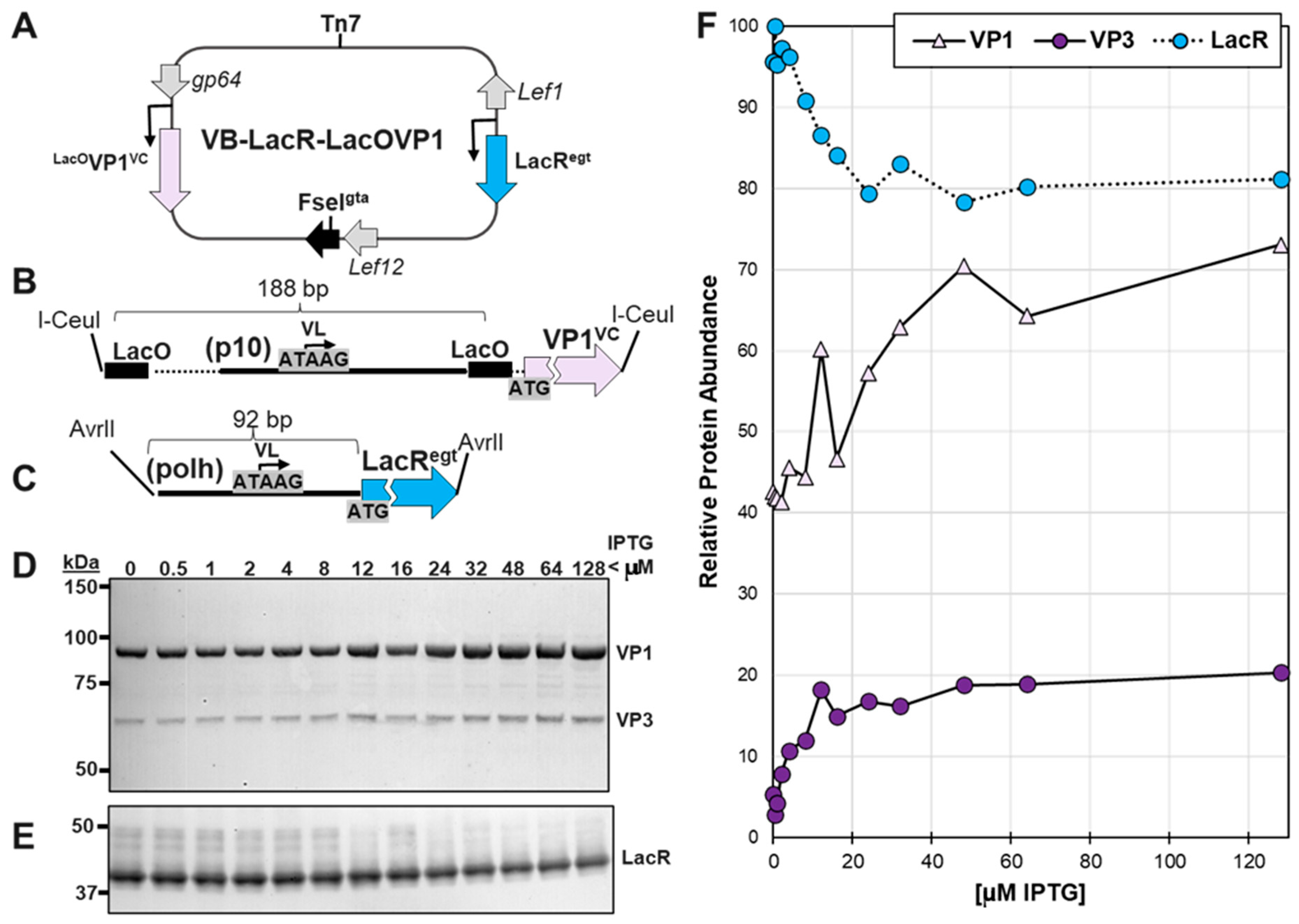 Viruses 16 00051 g003