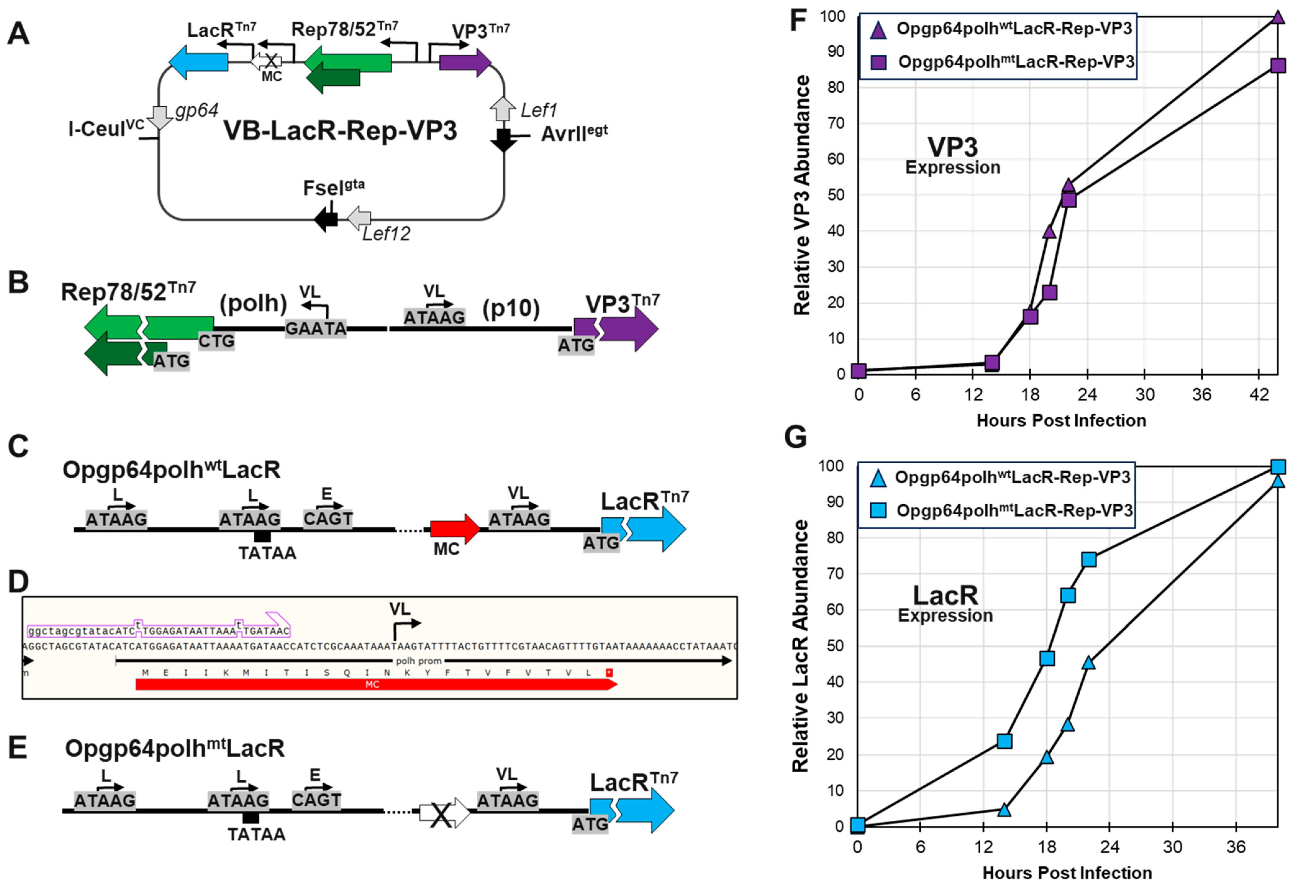 Viruses 16 00051 g004