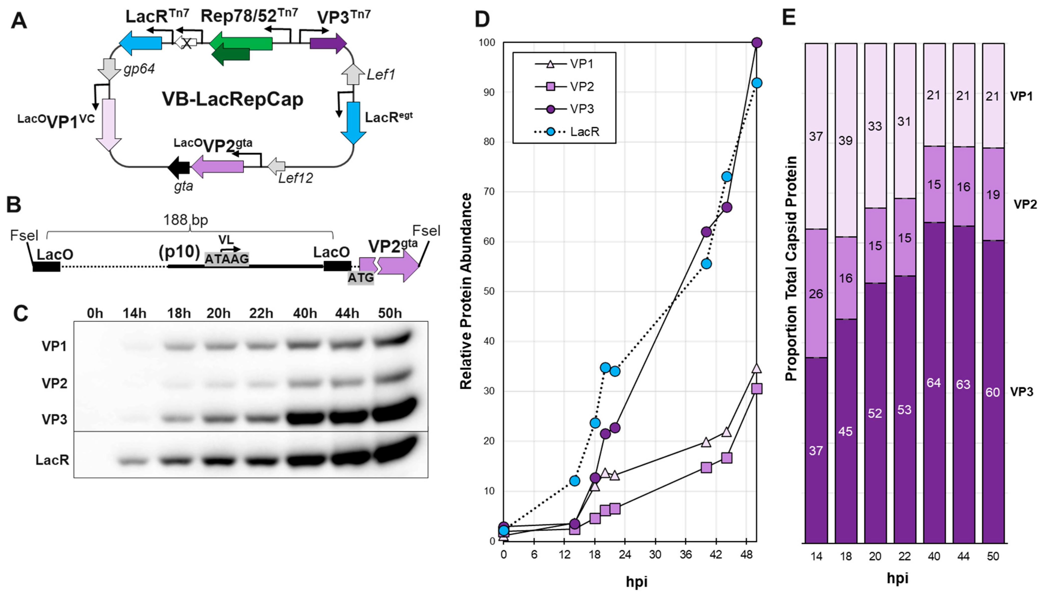 Viruses 16 00051 g005