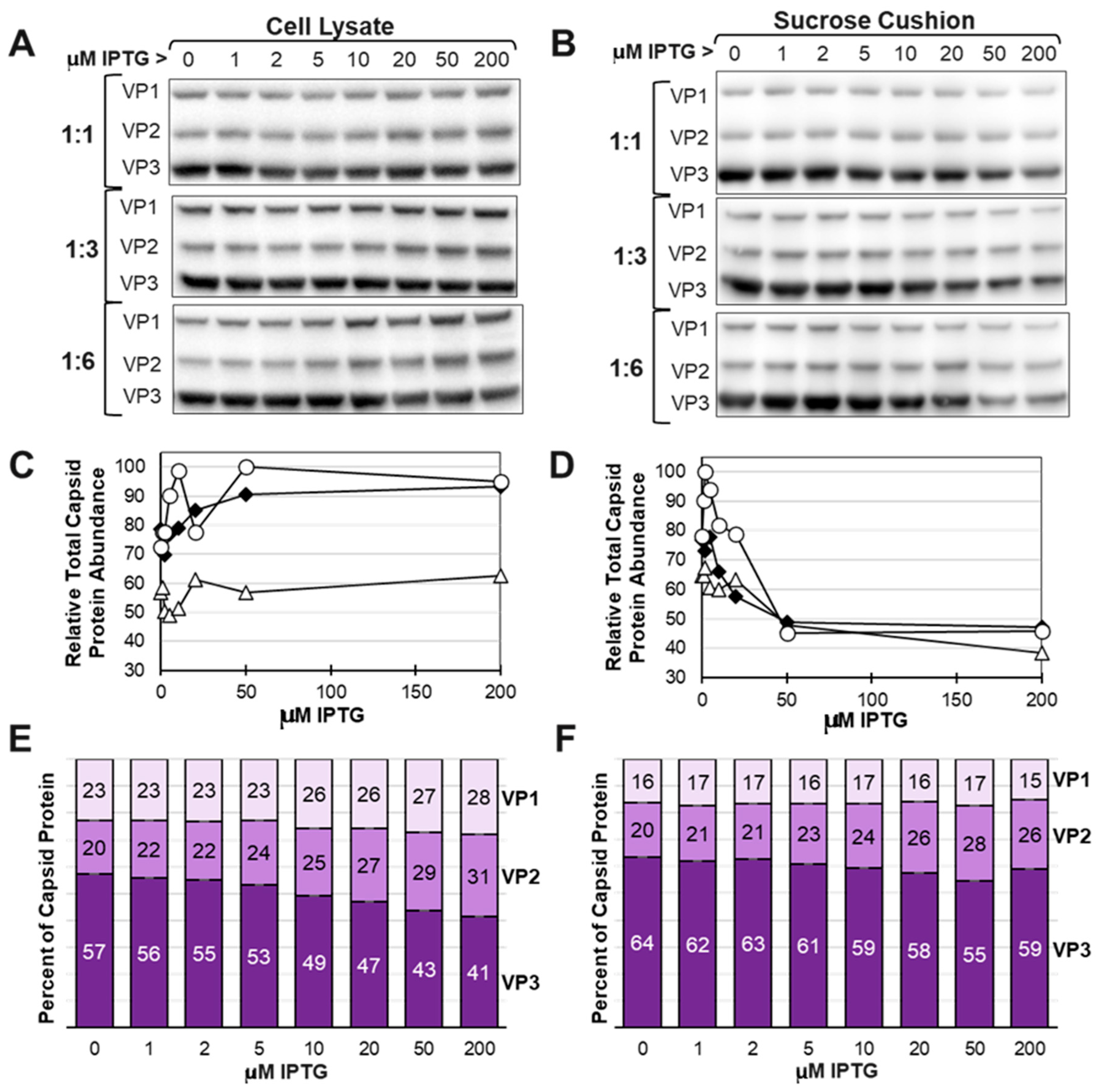 Viruses 16 00051 g008