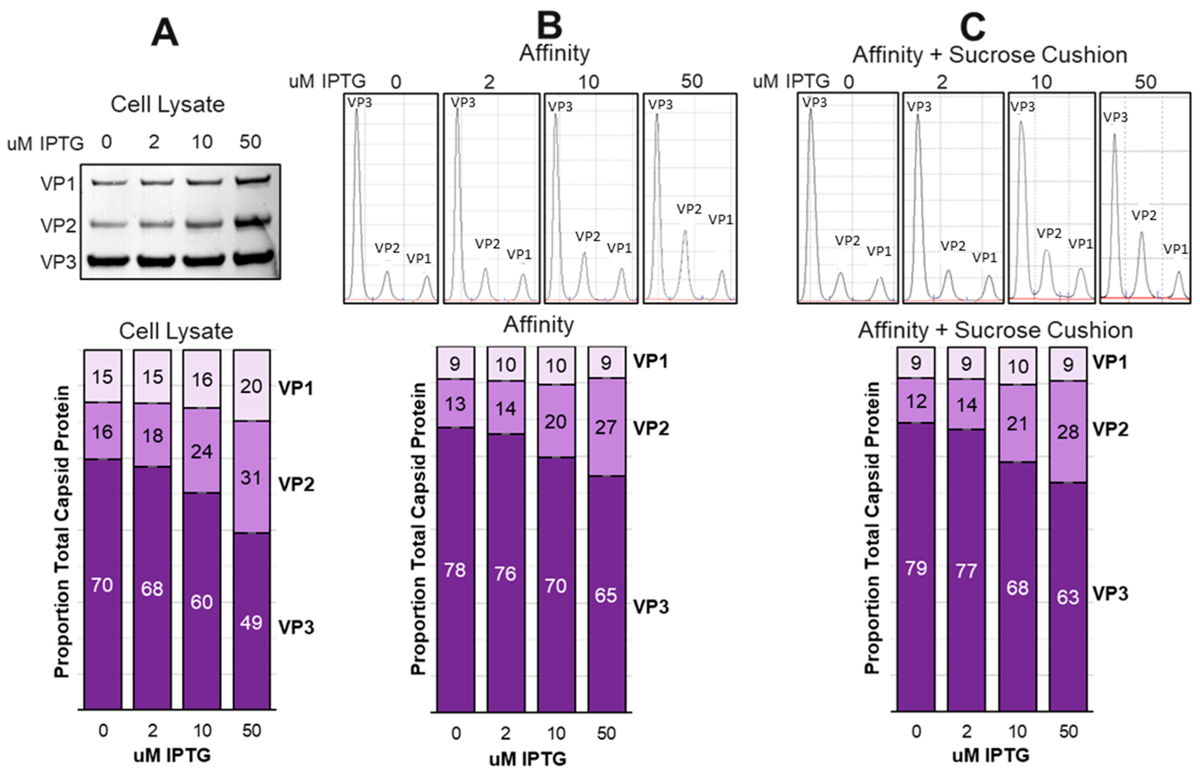 Viruses 16 00051 g010