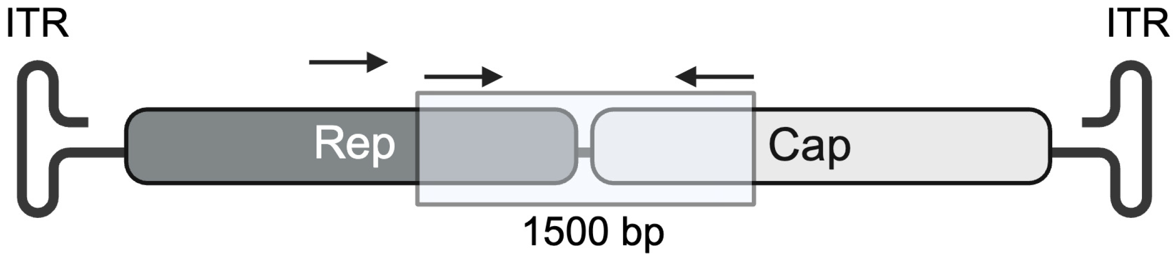 Viruses 16 00057 g001