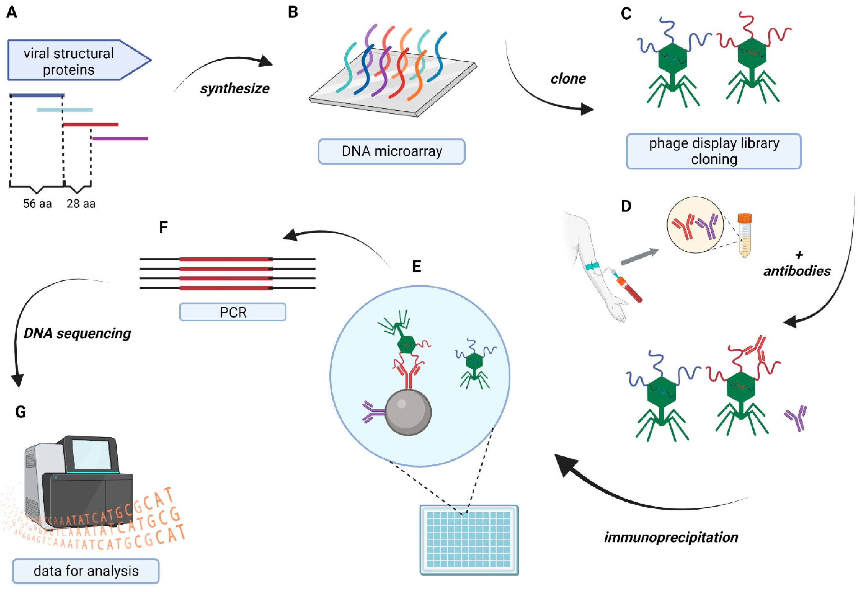 Viruses 16 00058 g001