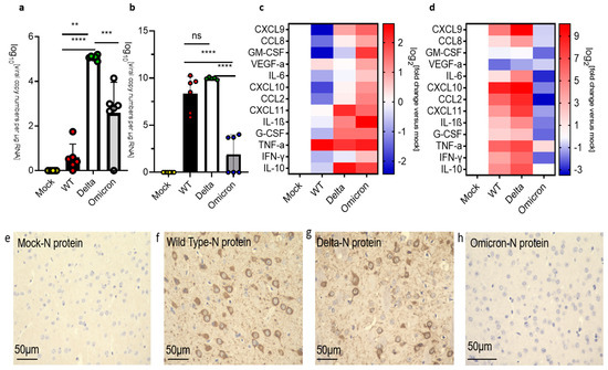 Differential Outcomes of Infection by Wild-Type SARS-CoV-2 and the B.1. ...