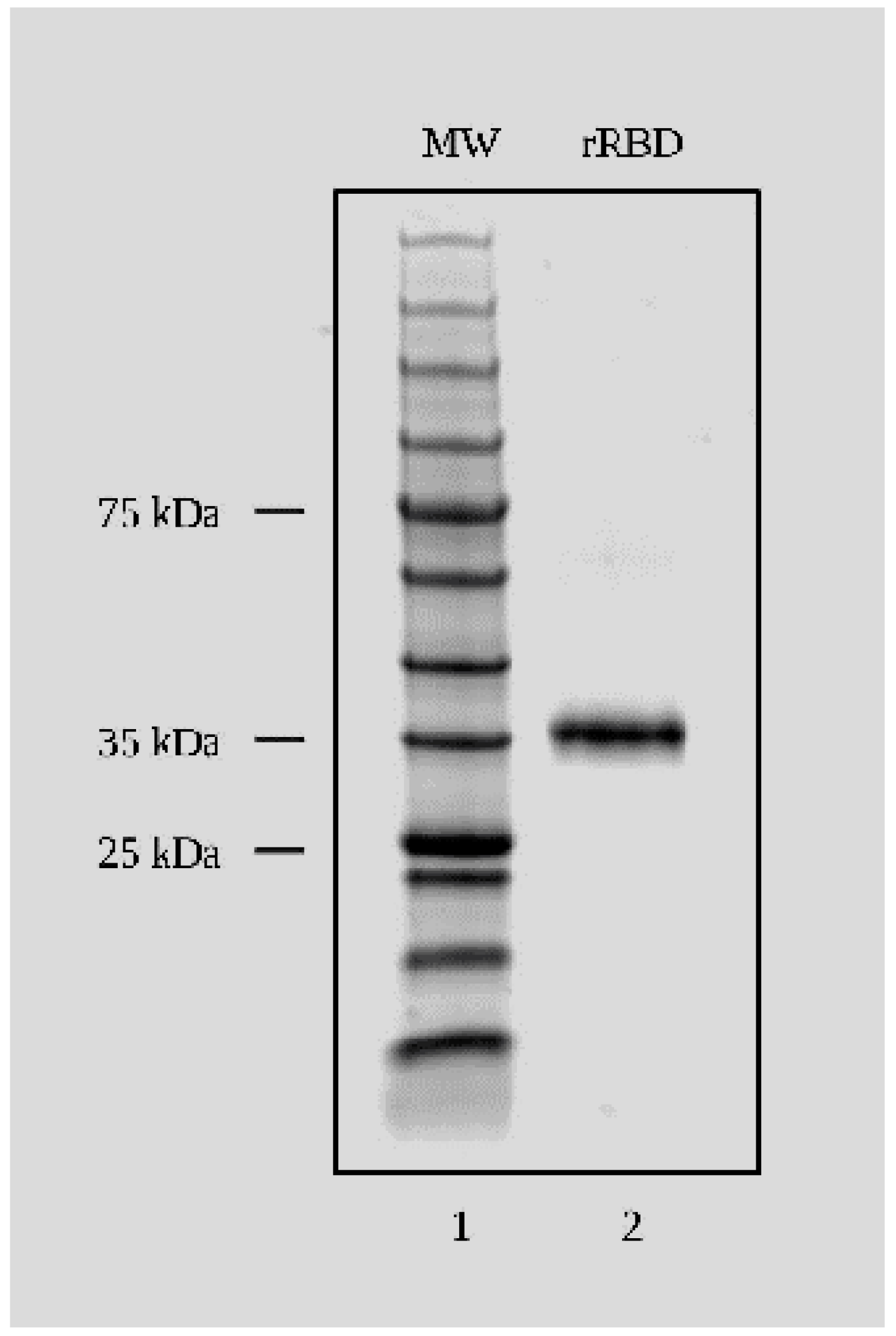 Viruses 16 00064 g001