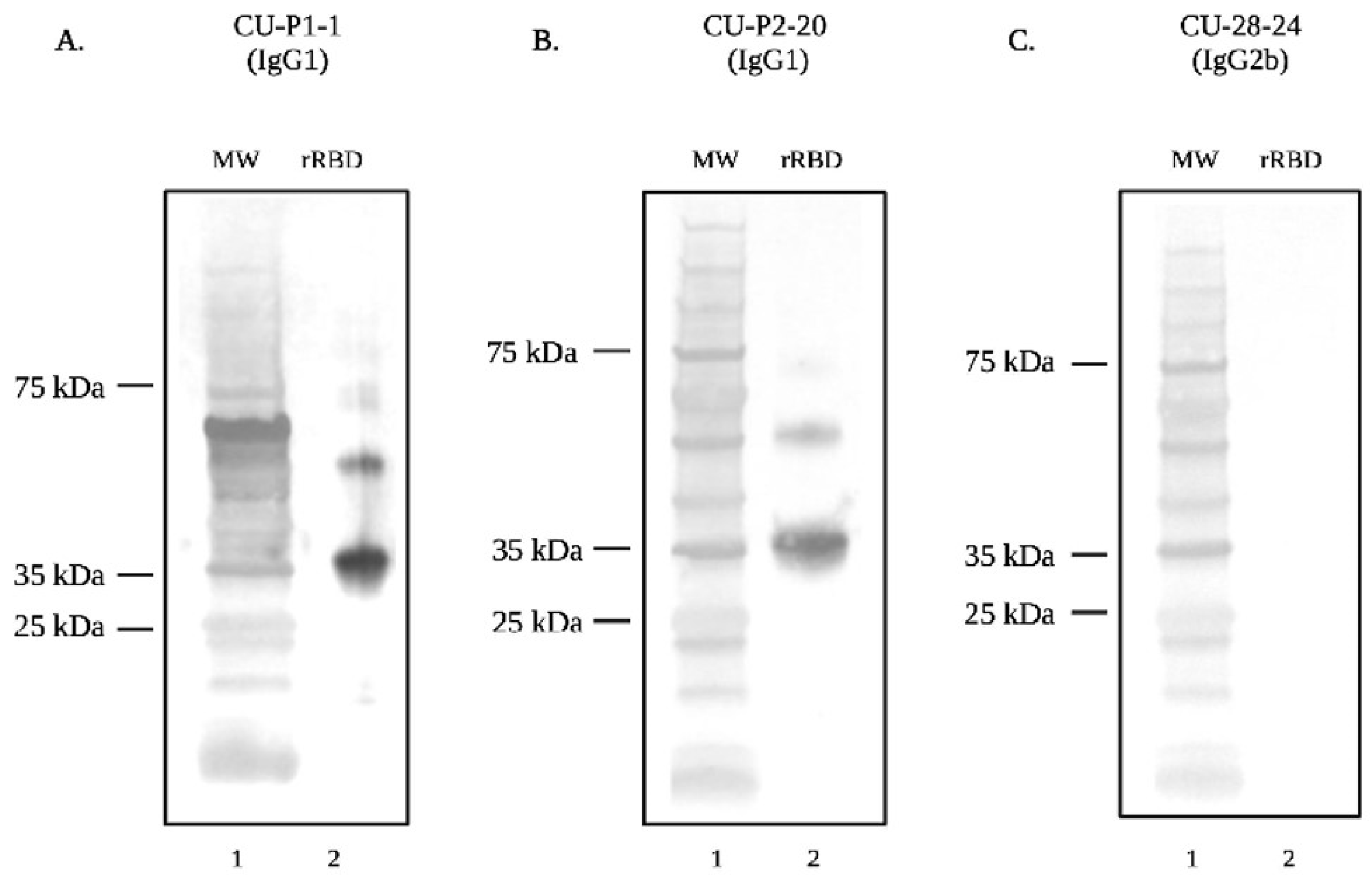 Viruses 16 00064 g006