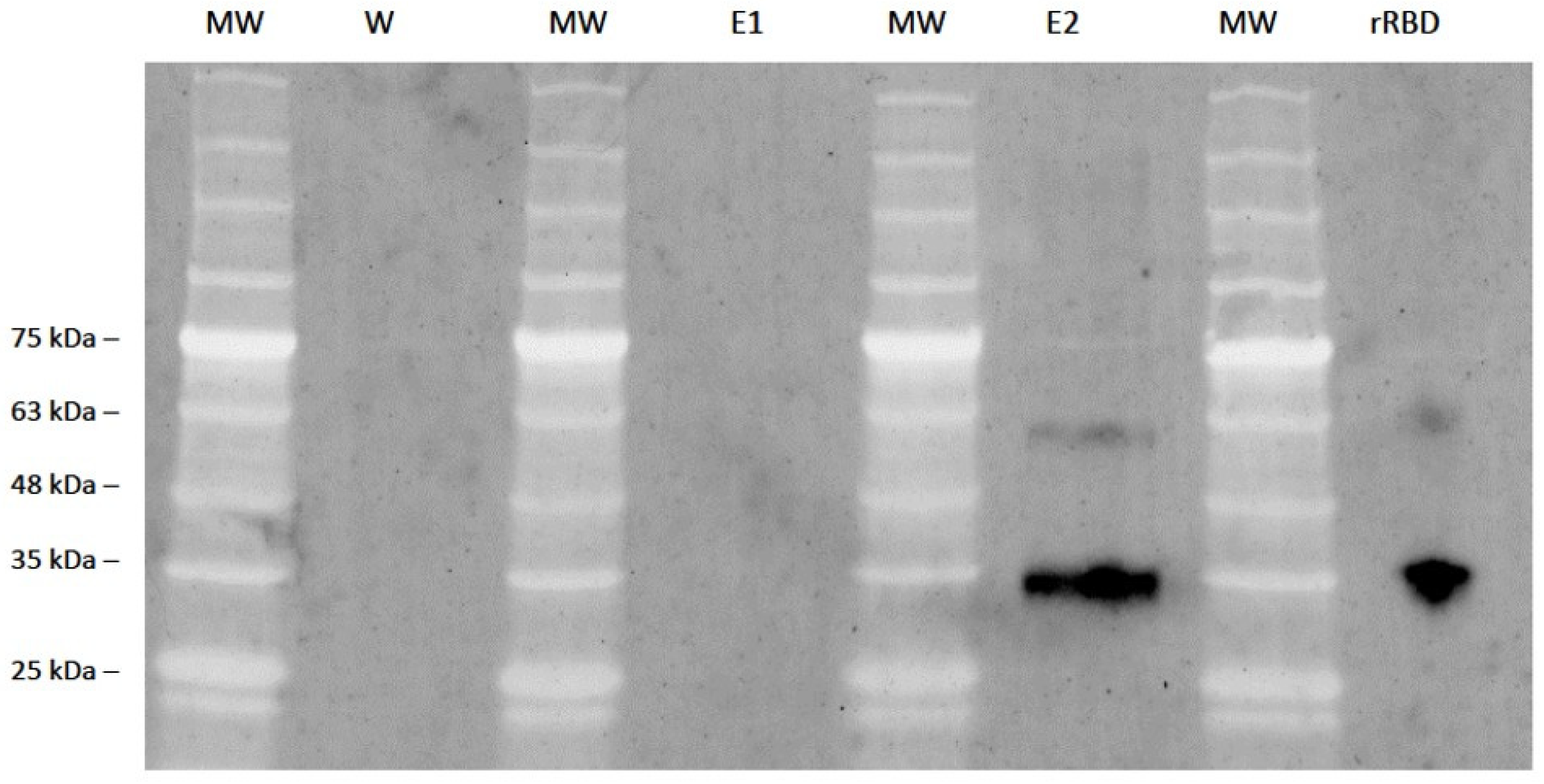 Viruses 16 00064 g007