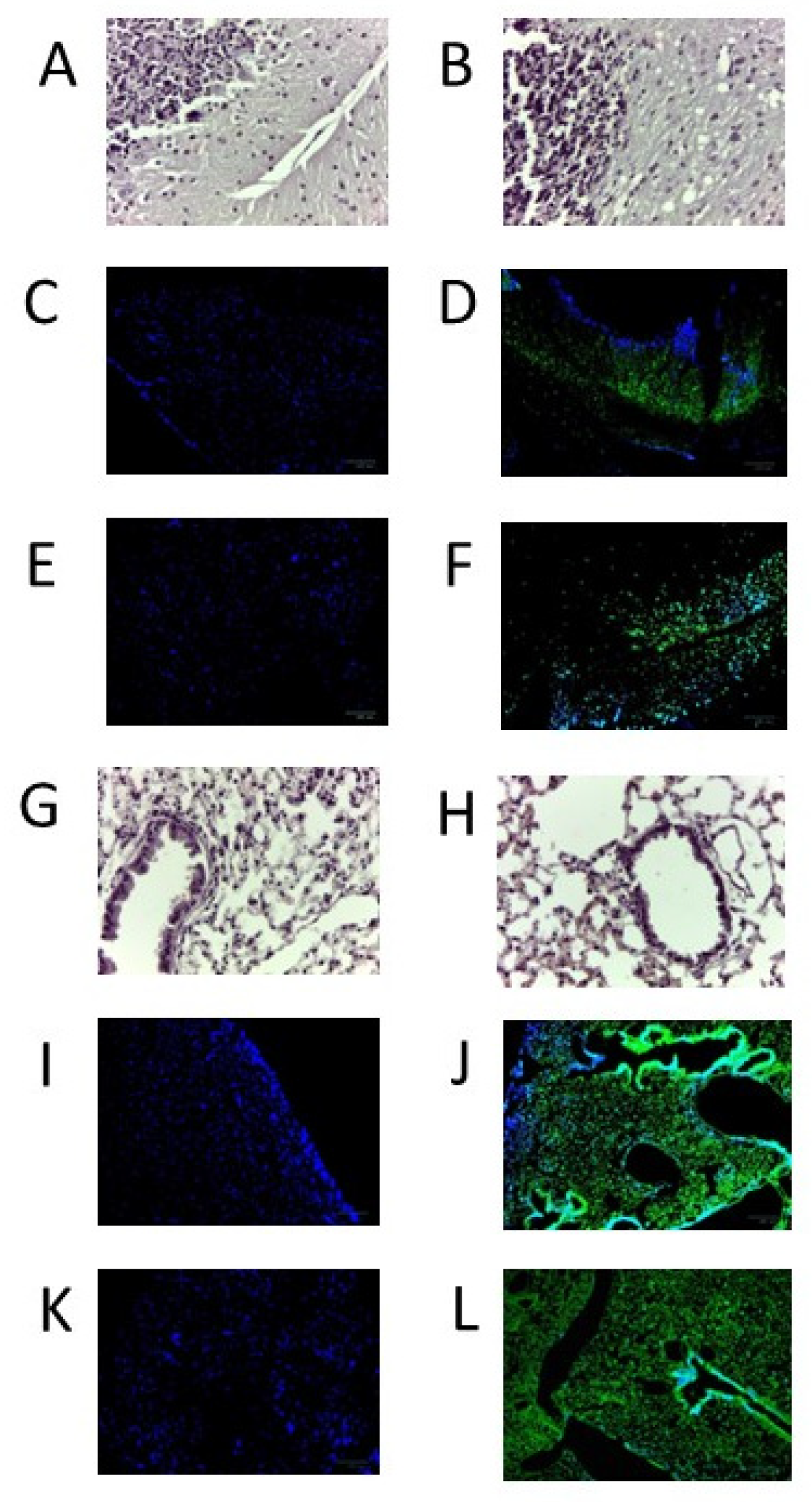 Viruses 16 00064 g009