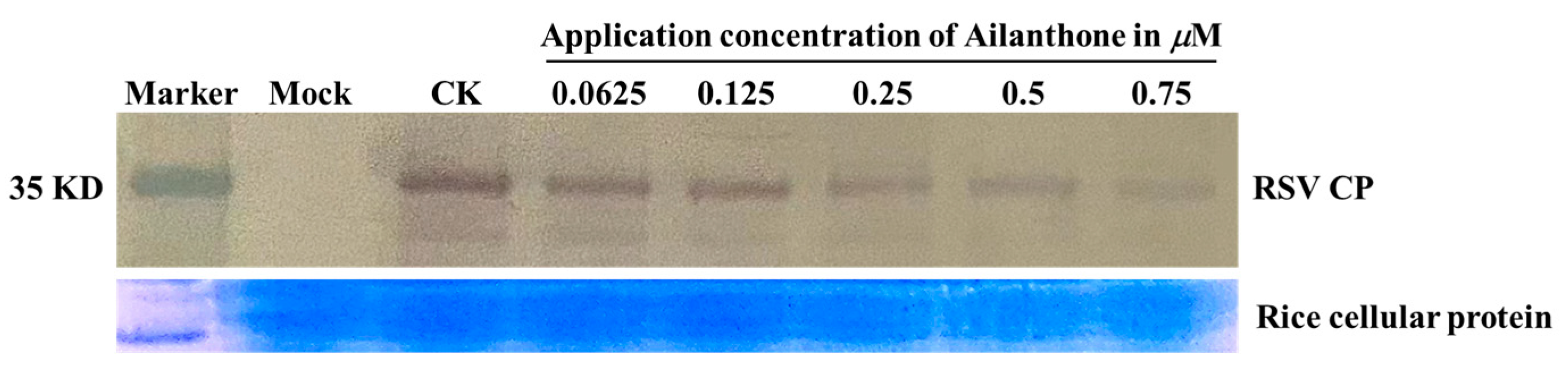 Viruses 16 00073 g005