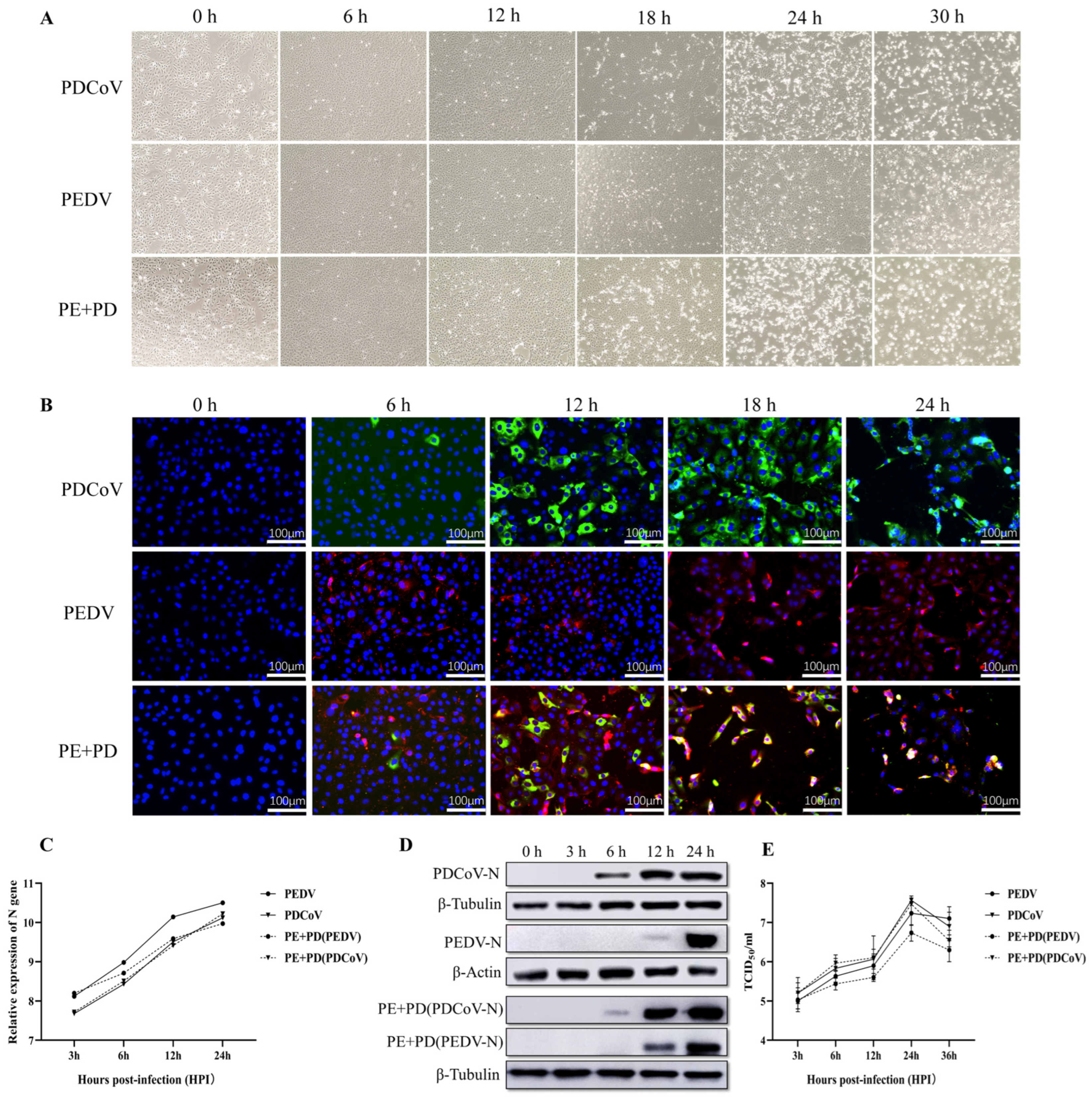 Viruses 16 00074 g001