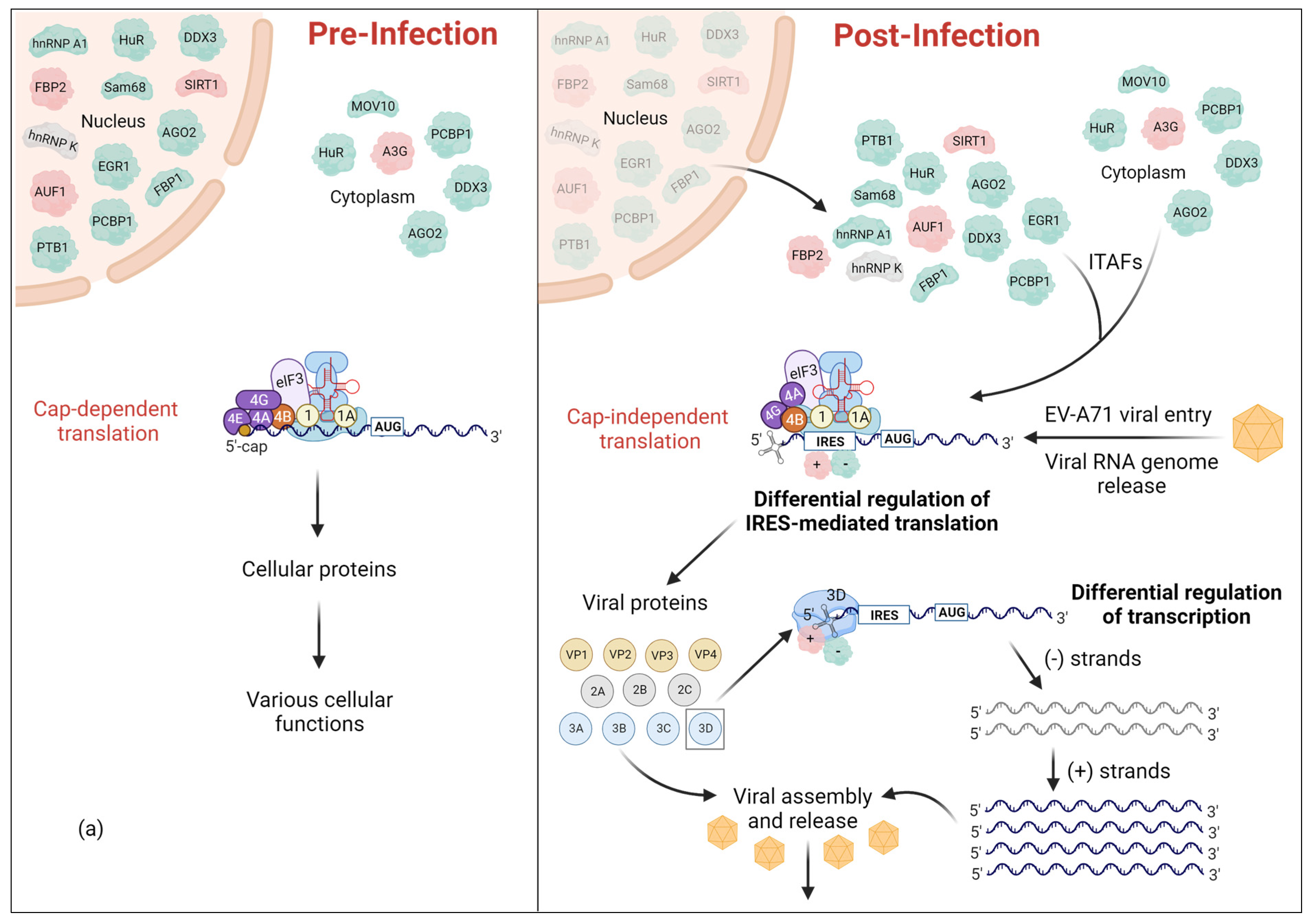 Viruses 16 00075 g001a