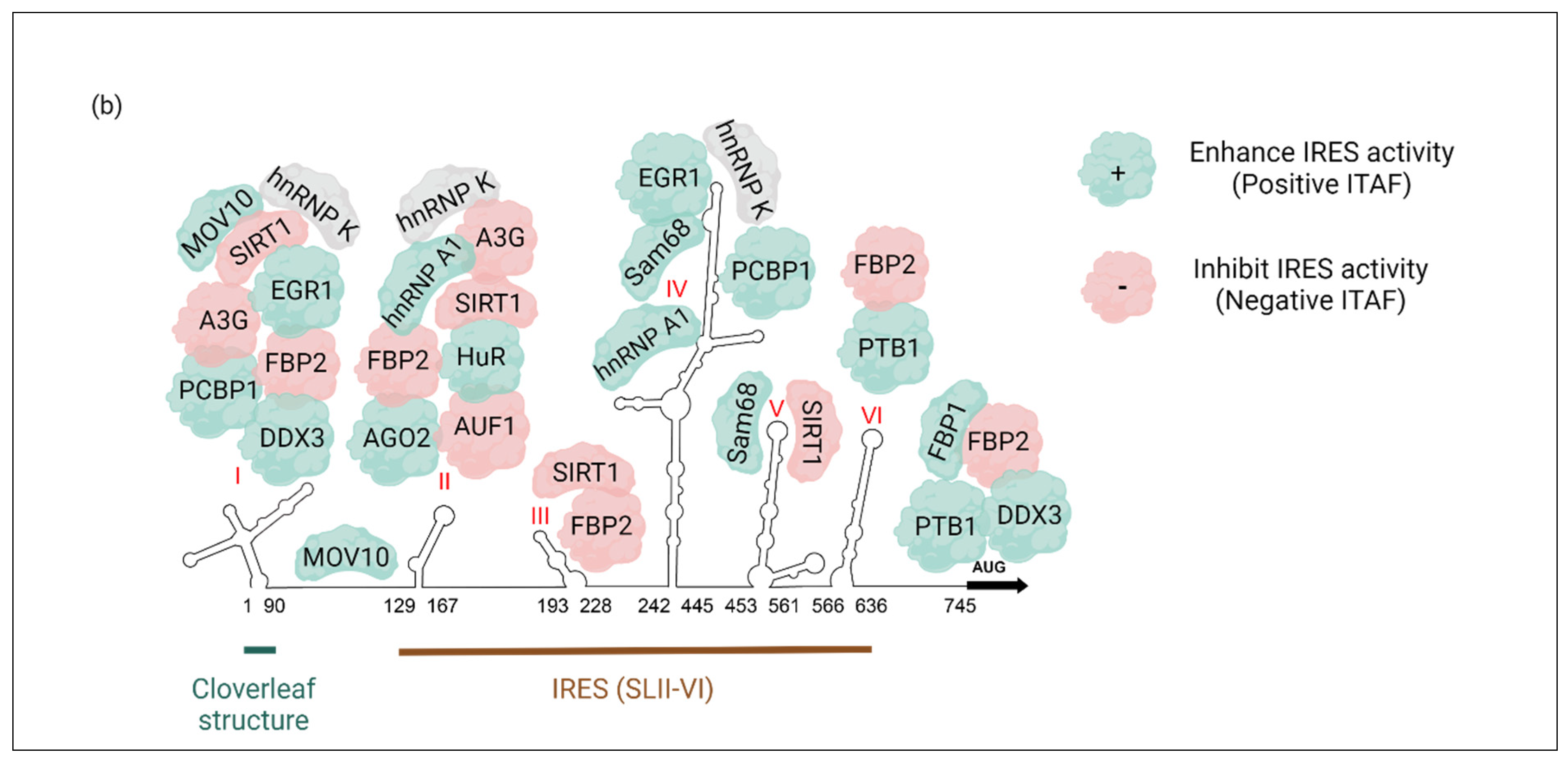 Viruses 16 00075 g001b