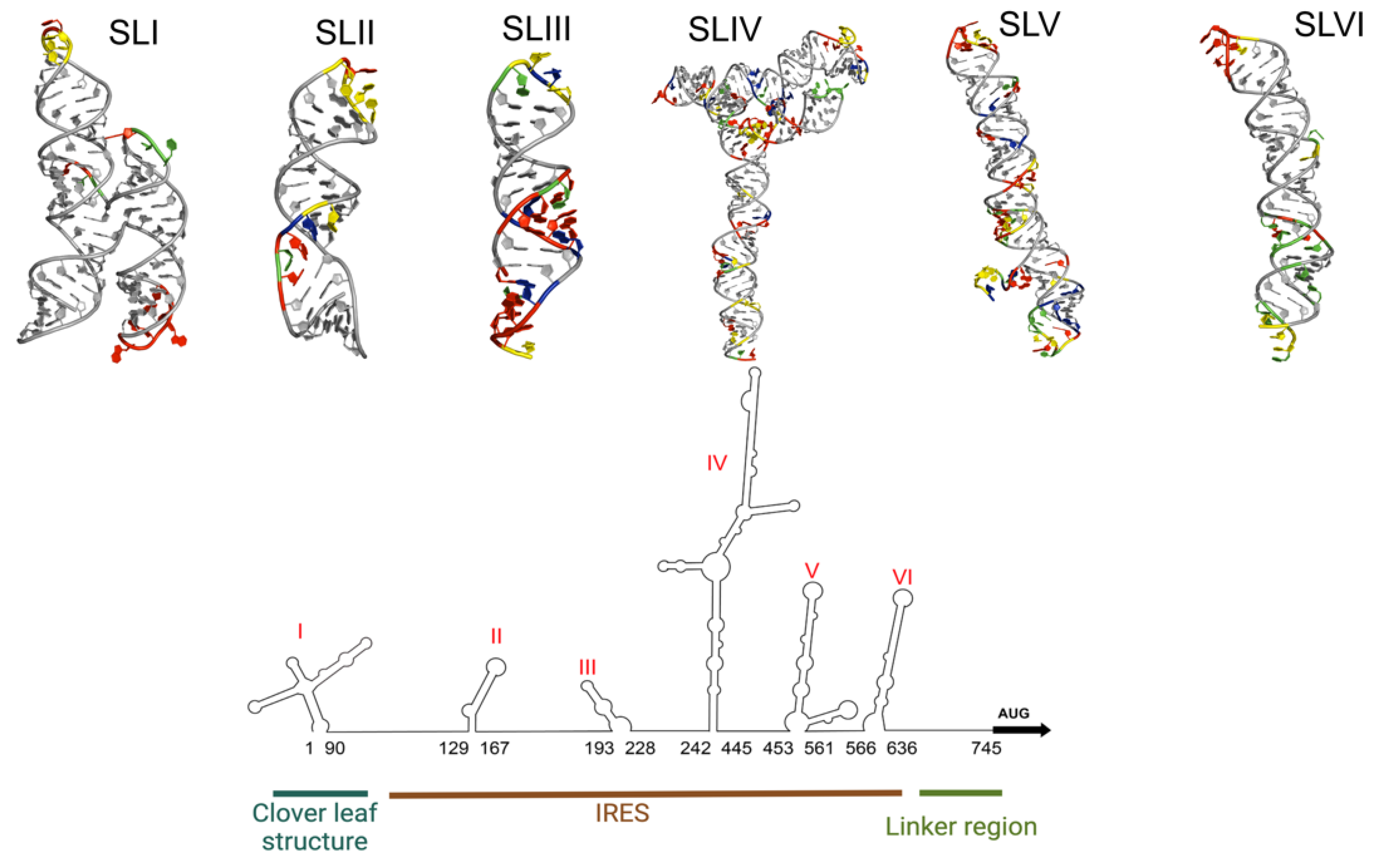 Viruses 16 00075 g002