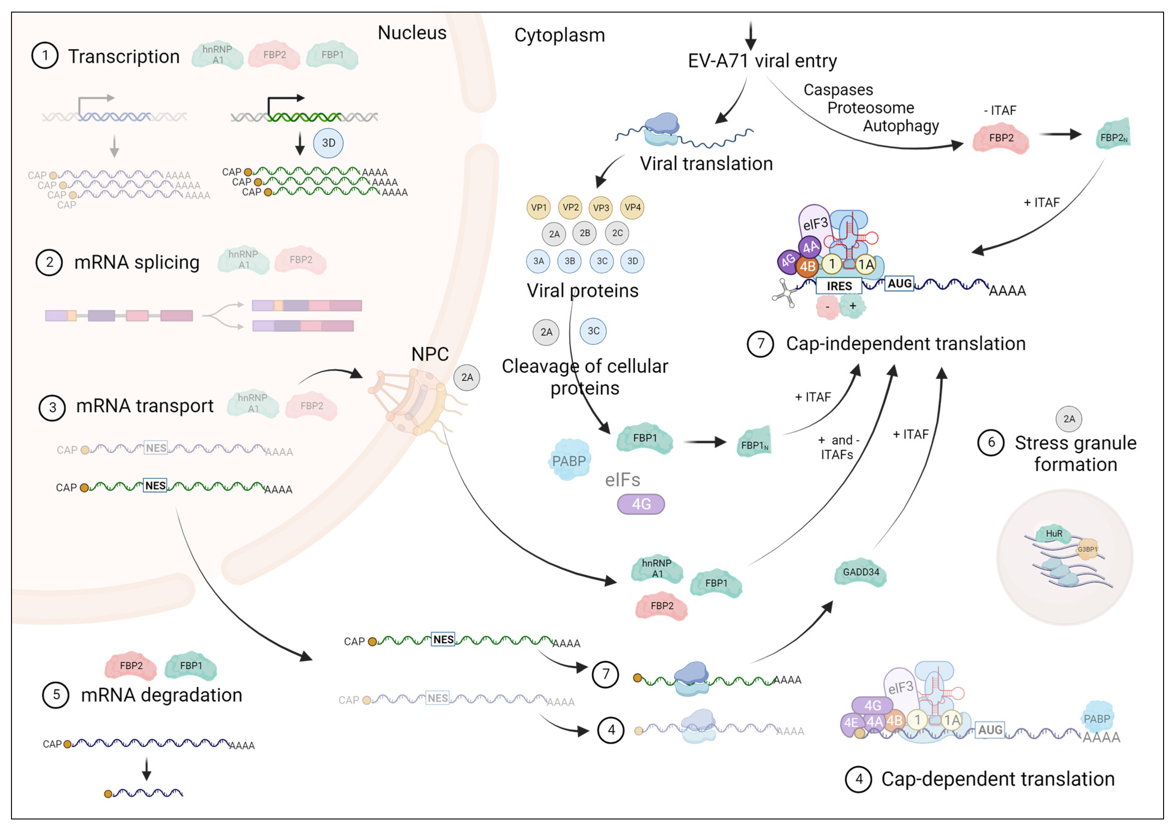 Viruses 16 00075 g004