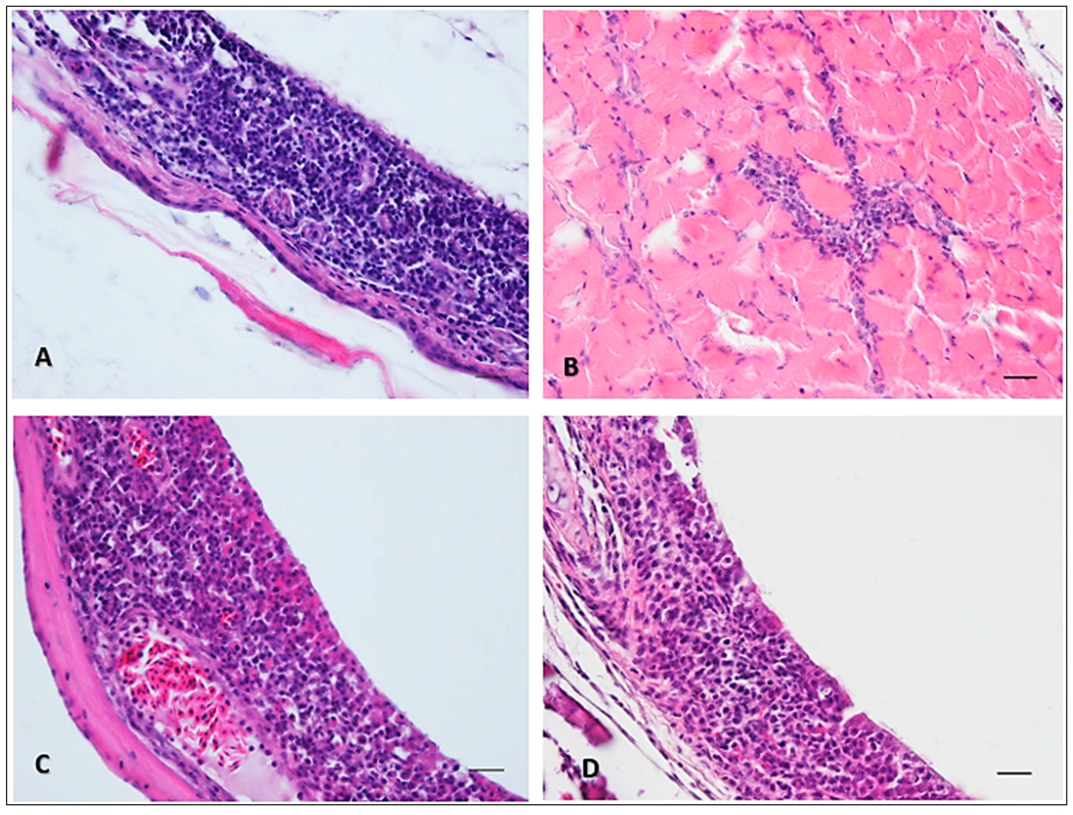 Viruses 16 00079 g003