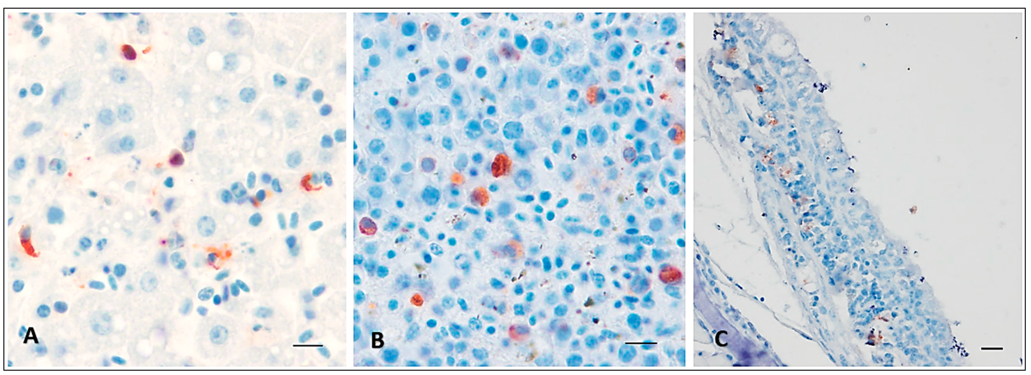 Viruses 16 00079 g004