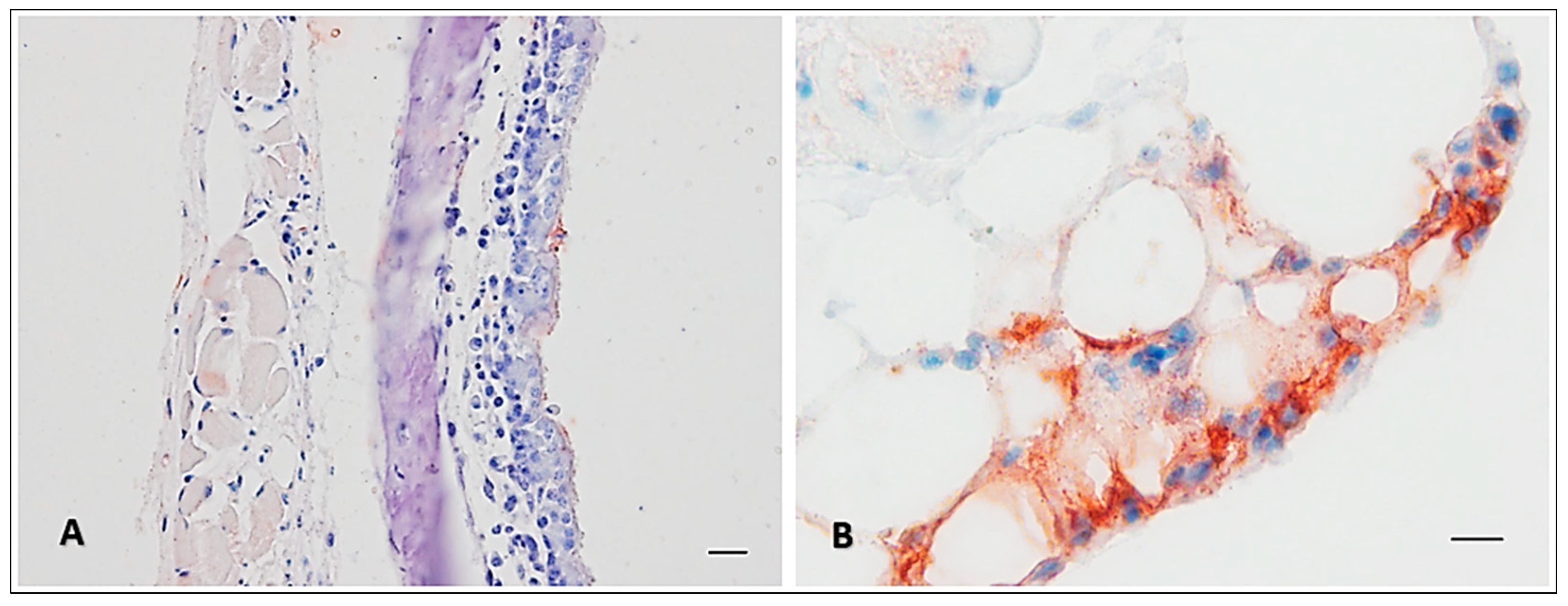 Viruses 16 00079 g006