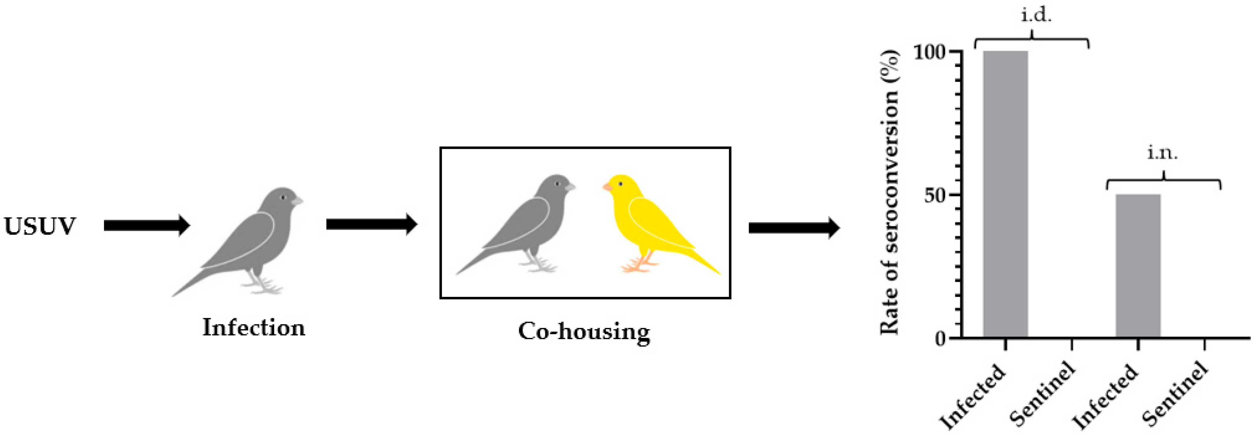 Viruses 16 00079 g008