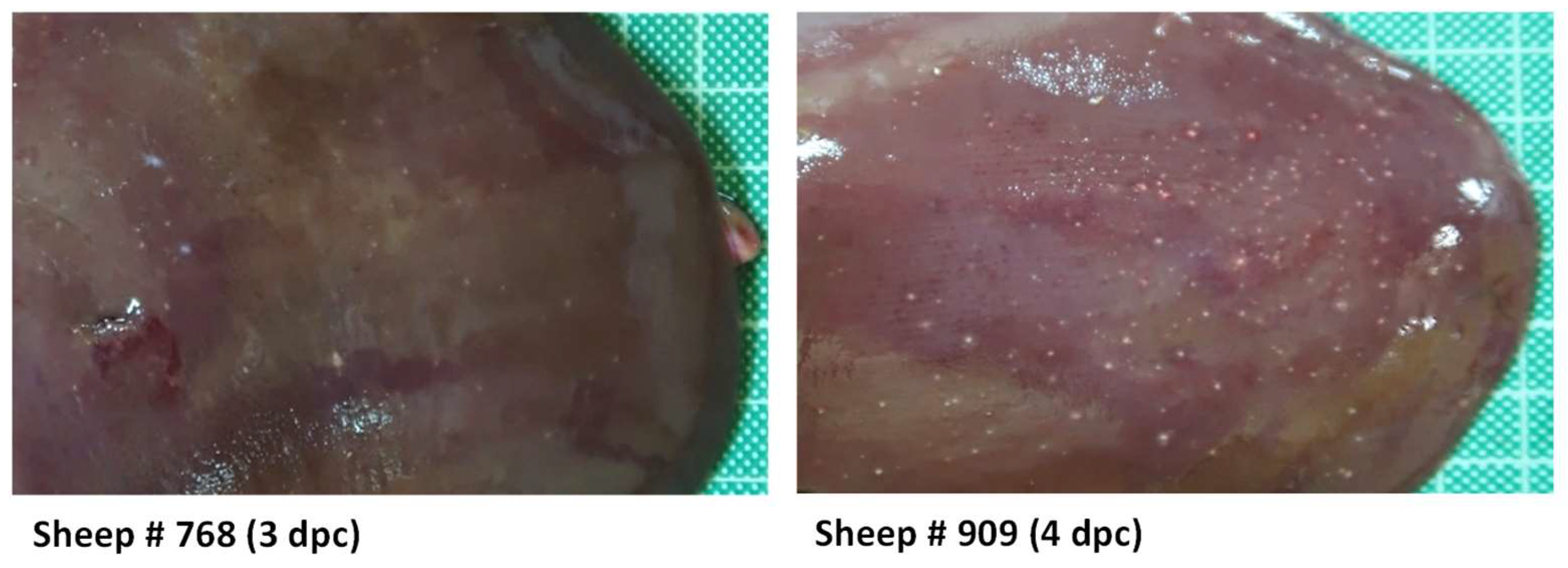 Viruses 16 00087 g004