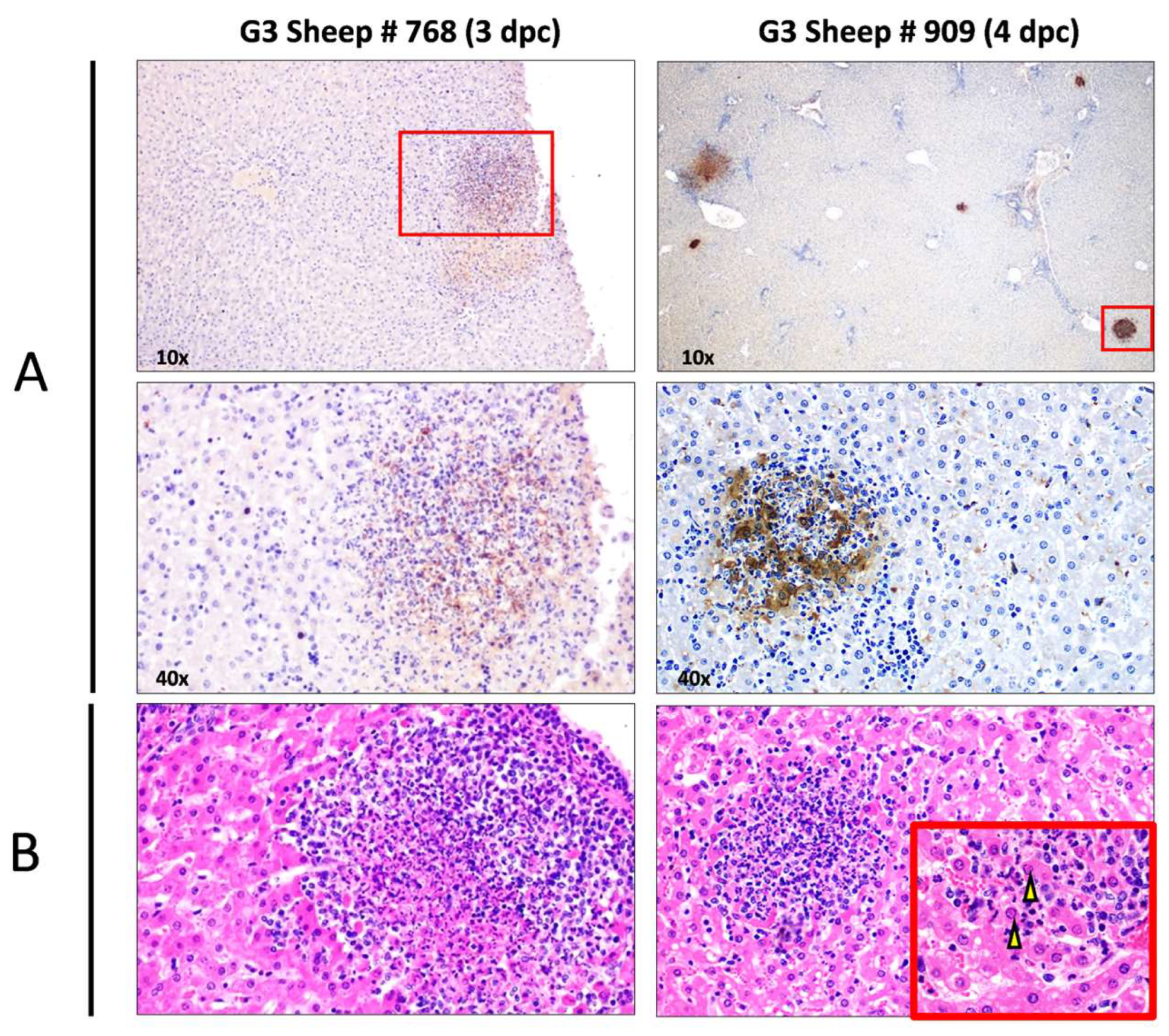 Viruses 16 00087 g005