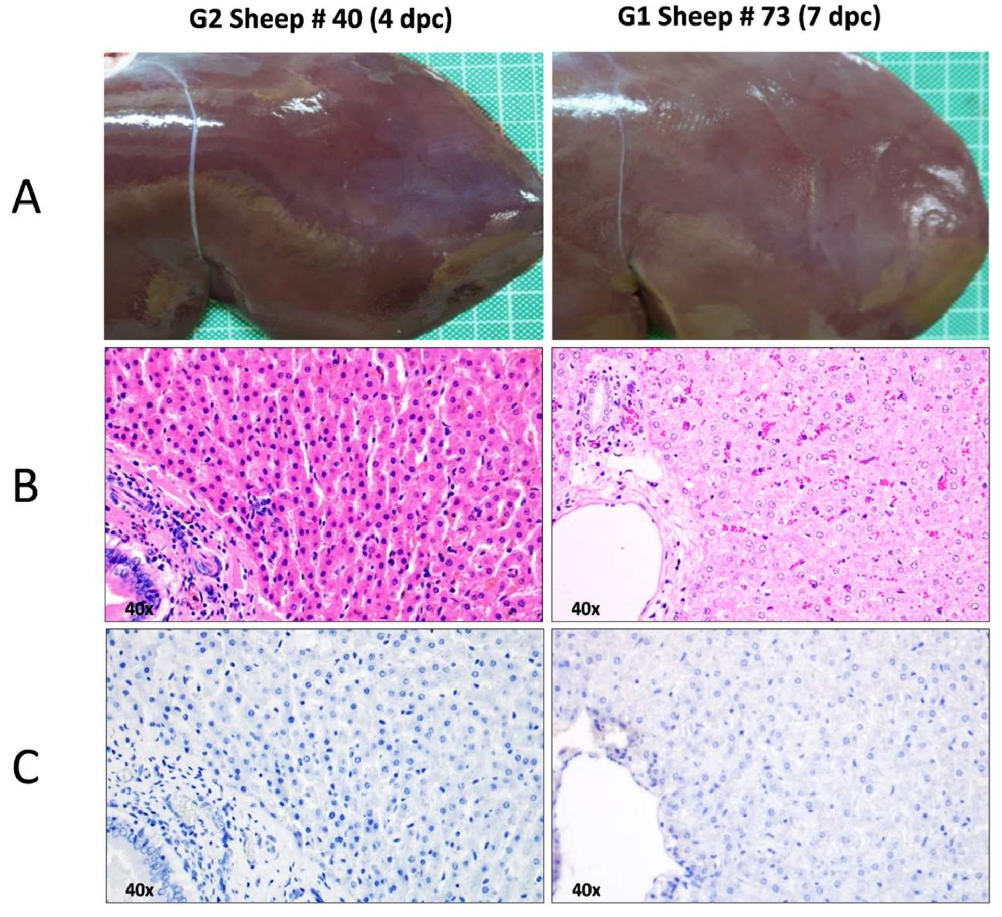 Viruses 16 00087 g006